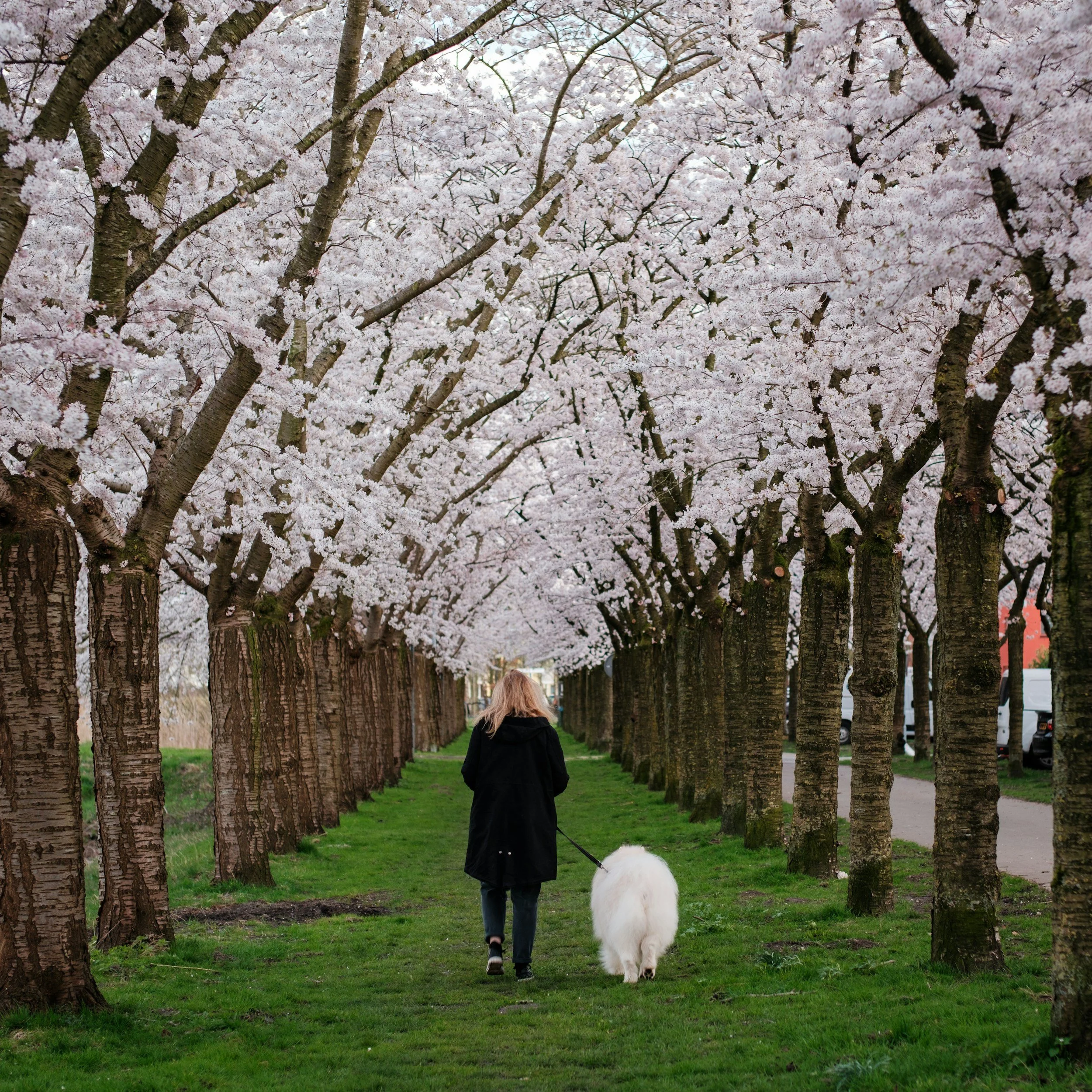 Woman walking with her dog