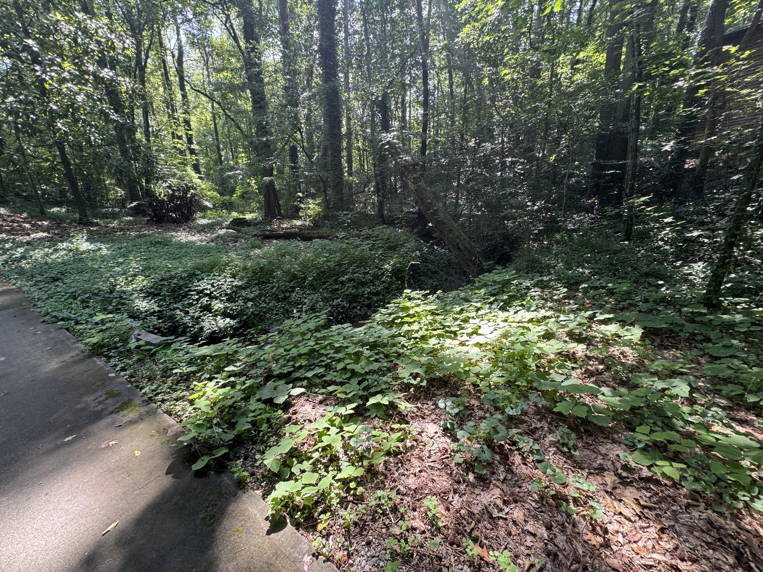 A wooded area with a dirt pathway on the left, surrounded by dense trees and green foliage, with sunlight filtering through the leaves.