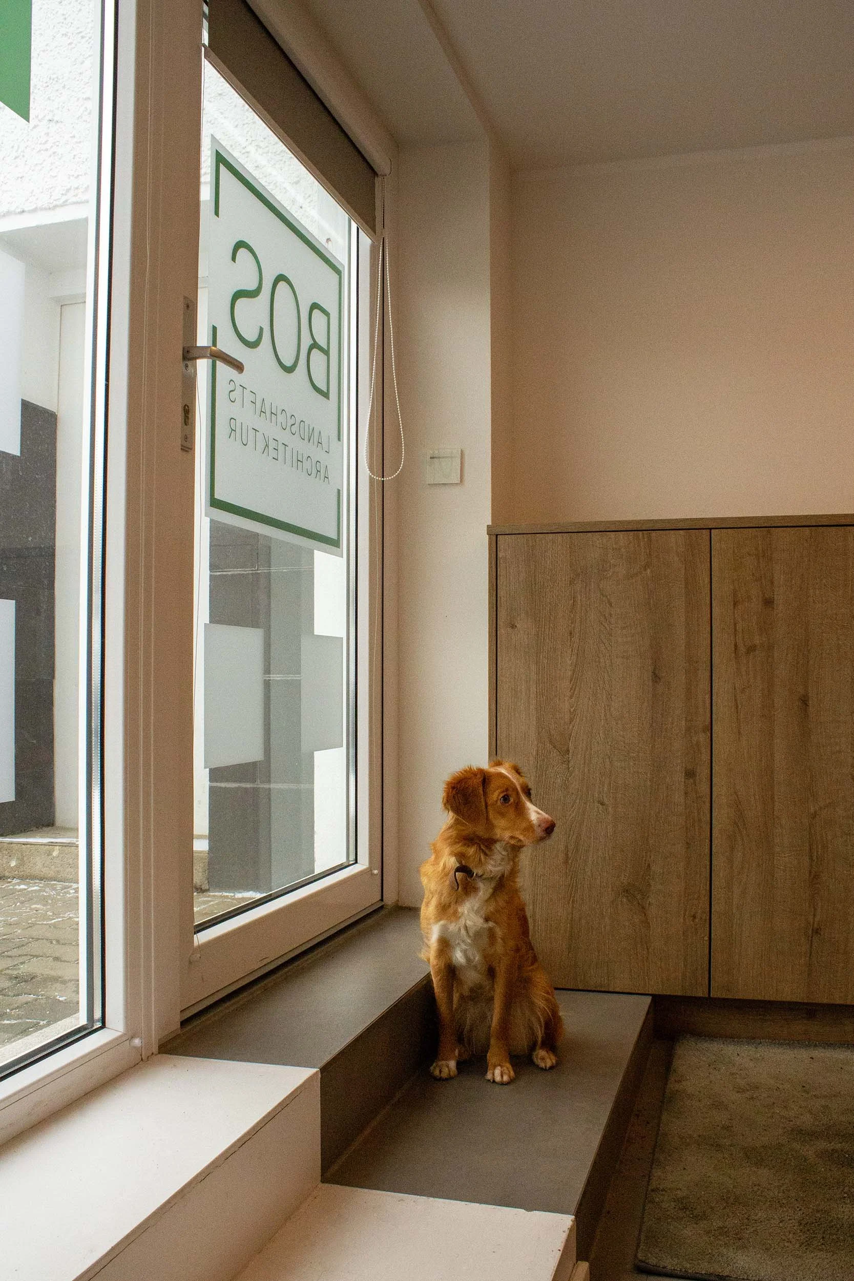 Ein brauner Hund sitzt in einem Wartebereich vor einer Glastür. Auf der Tür steht ein Schild mit der Aufschrift 'BOS' und darunter 'PRAKTIKER'.