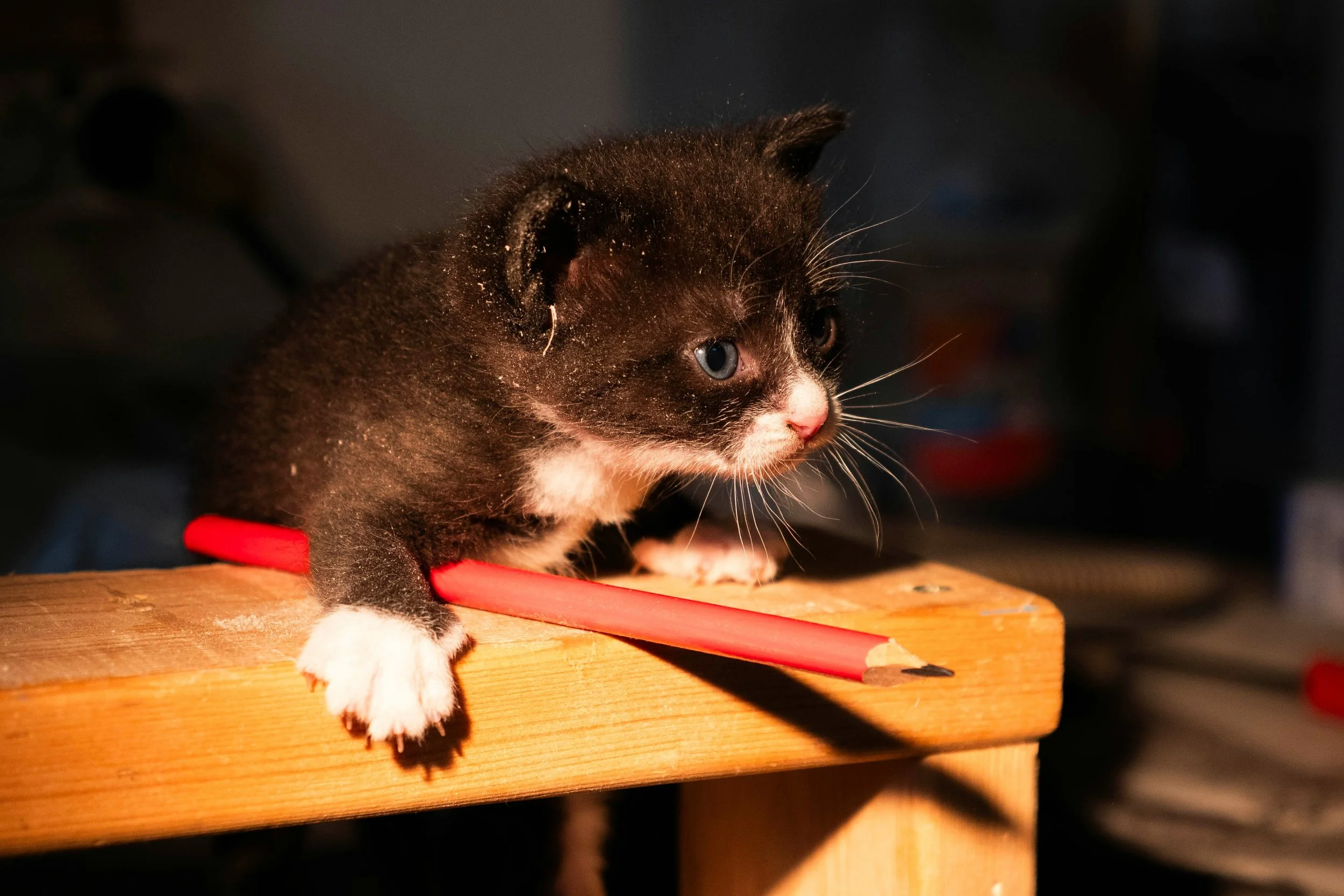 Photo by Ансплэш Степана on Unsplash.jpg