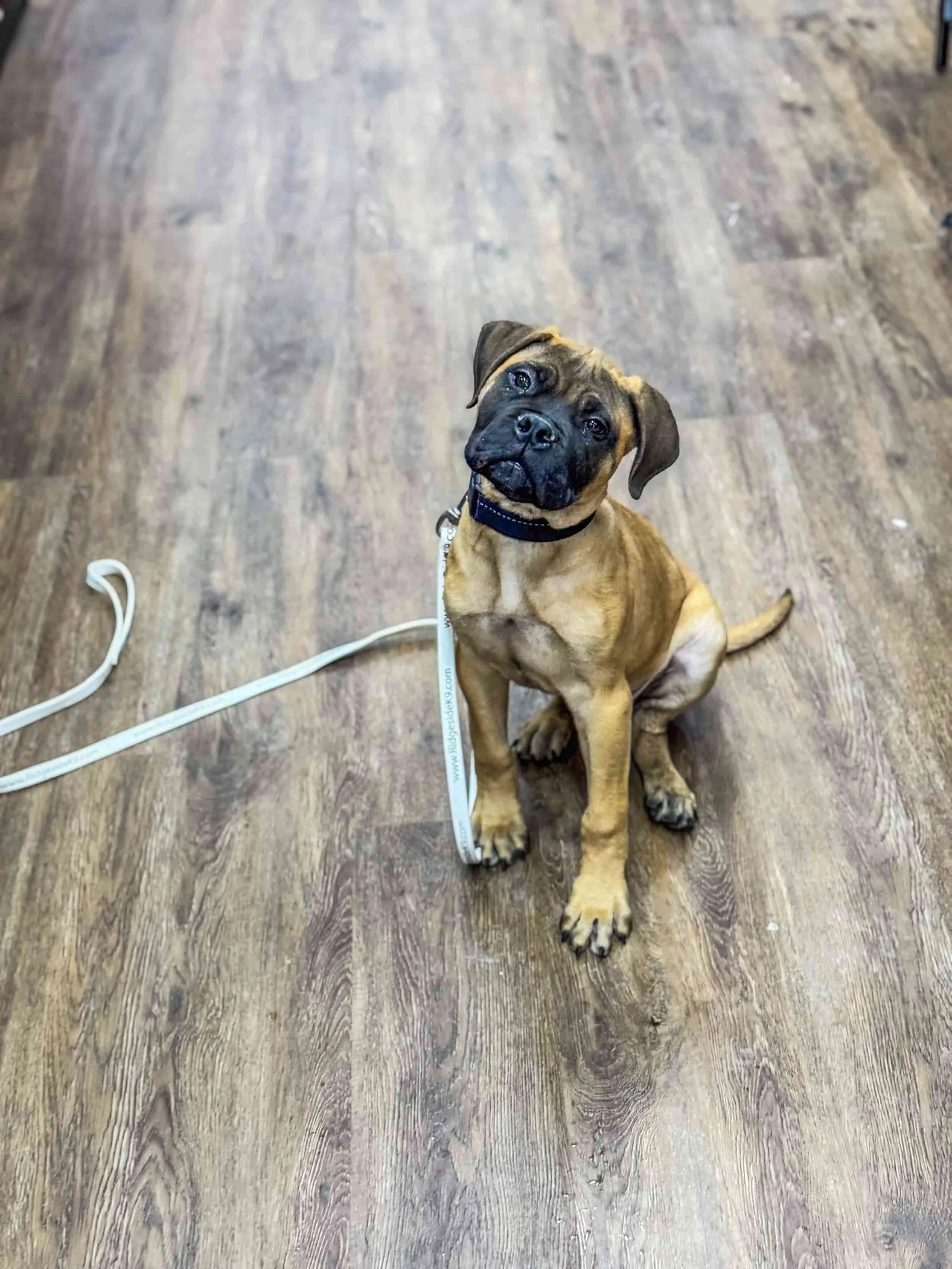 Professional dog training session in Charlottesville Virginia