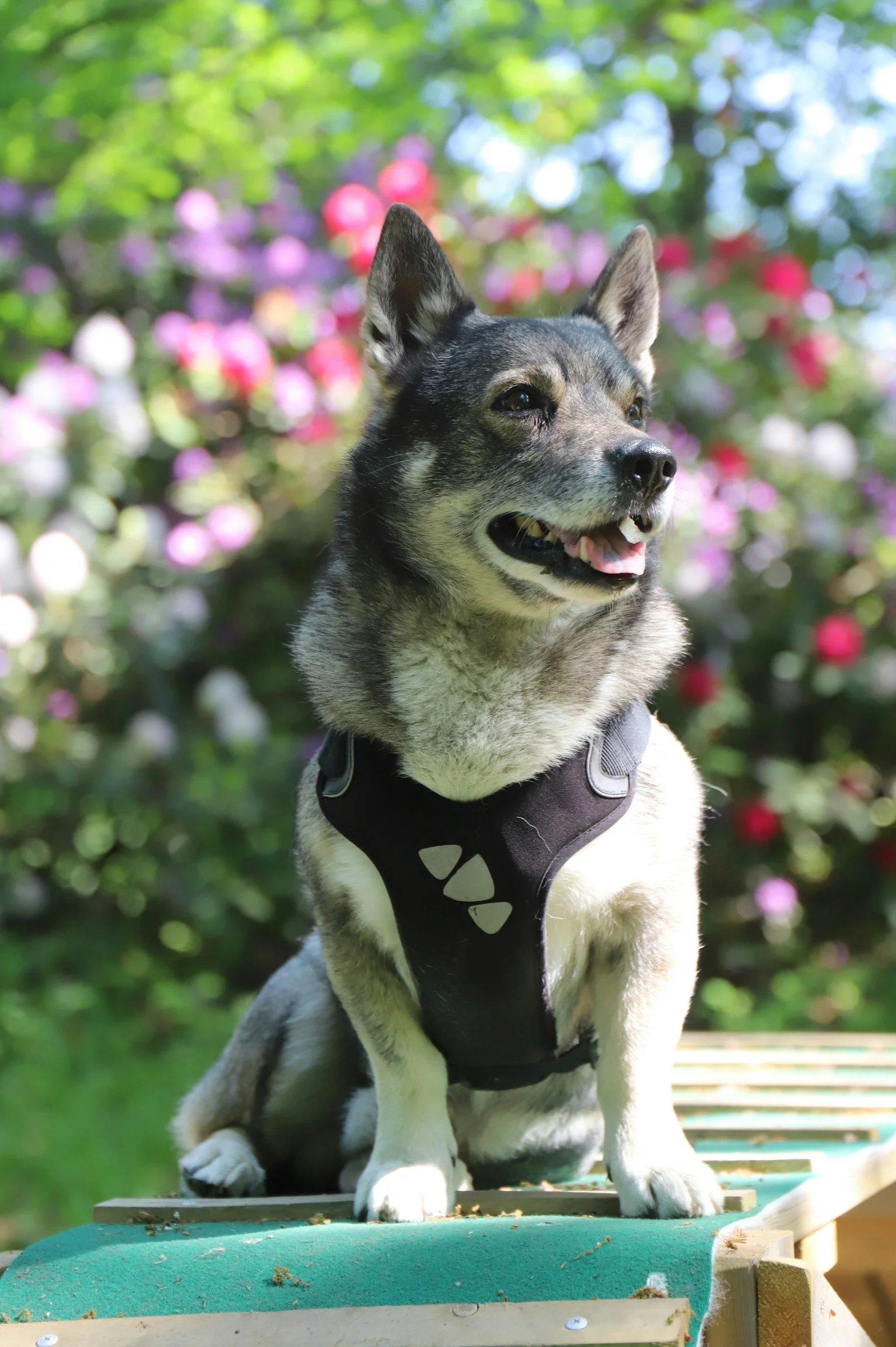 Why Your Dog Needs Mental Stimulation Just as Much as Physical Exercise