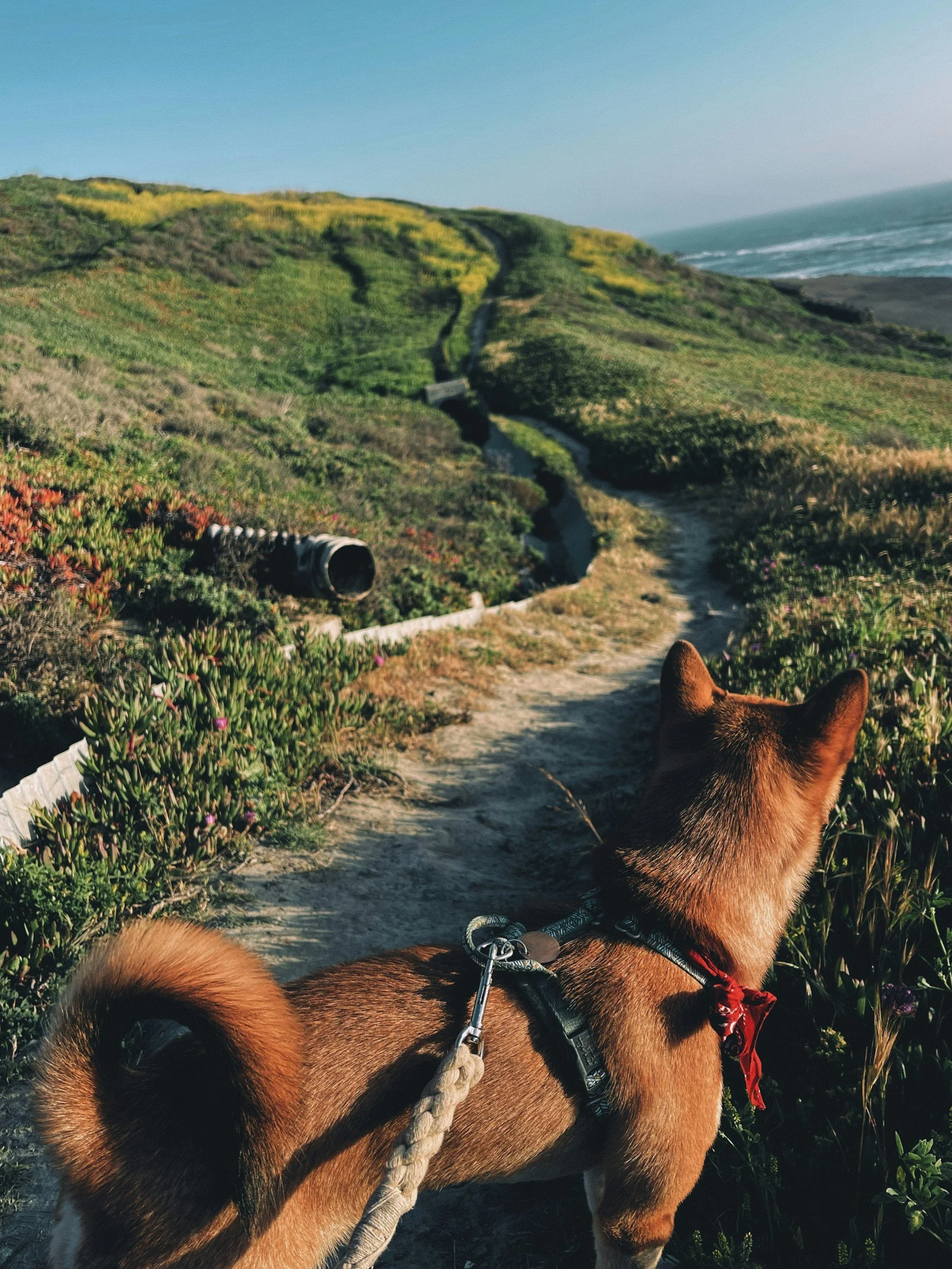 Why Consistency Is the Secret Ingredient in Dog Training