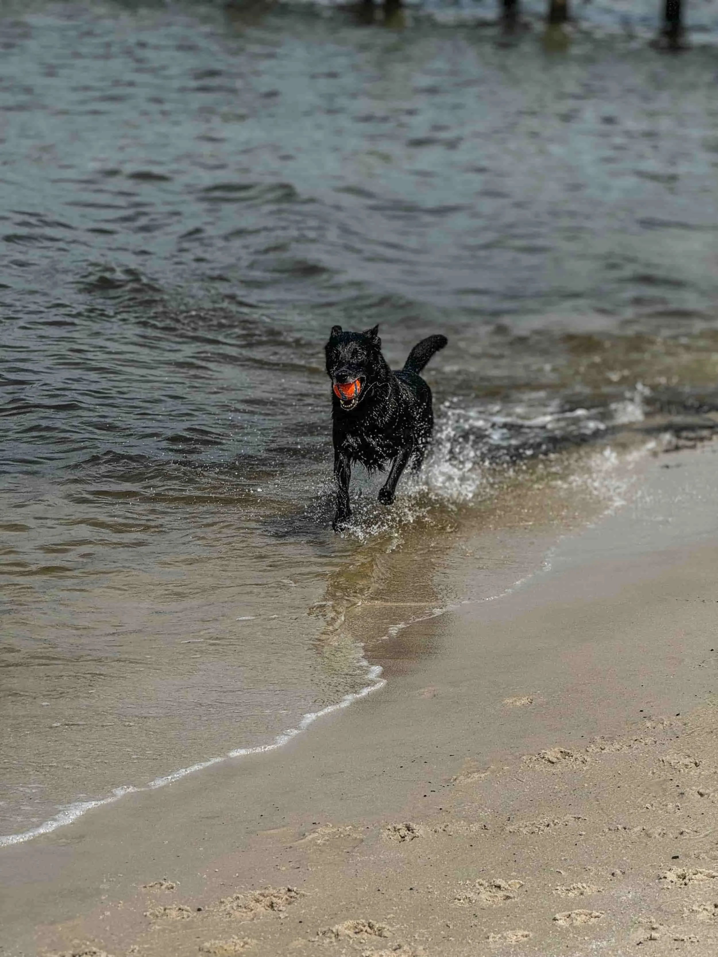 Confident dog exploring outdoors after behavior training