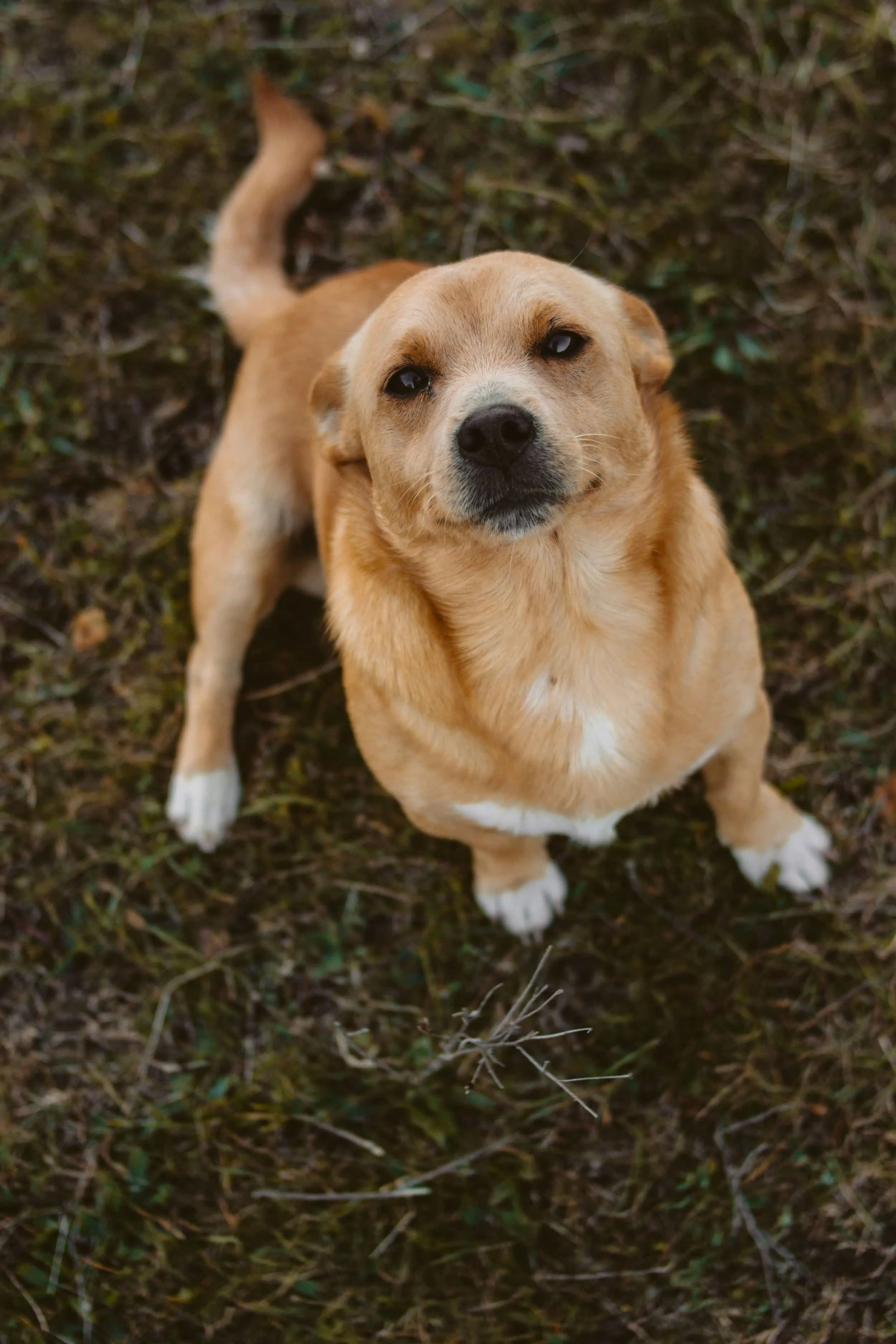Dog practicing off leash obedience during training at Ridgeside K9 Charlottesville
