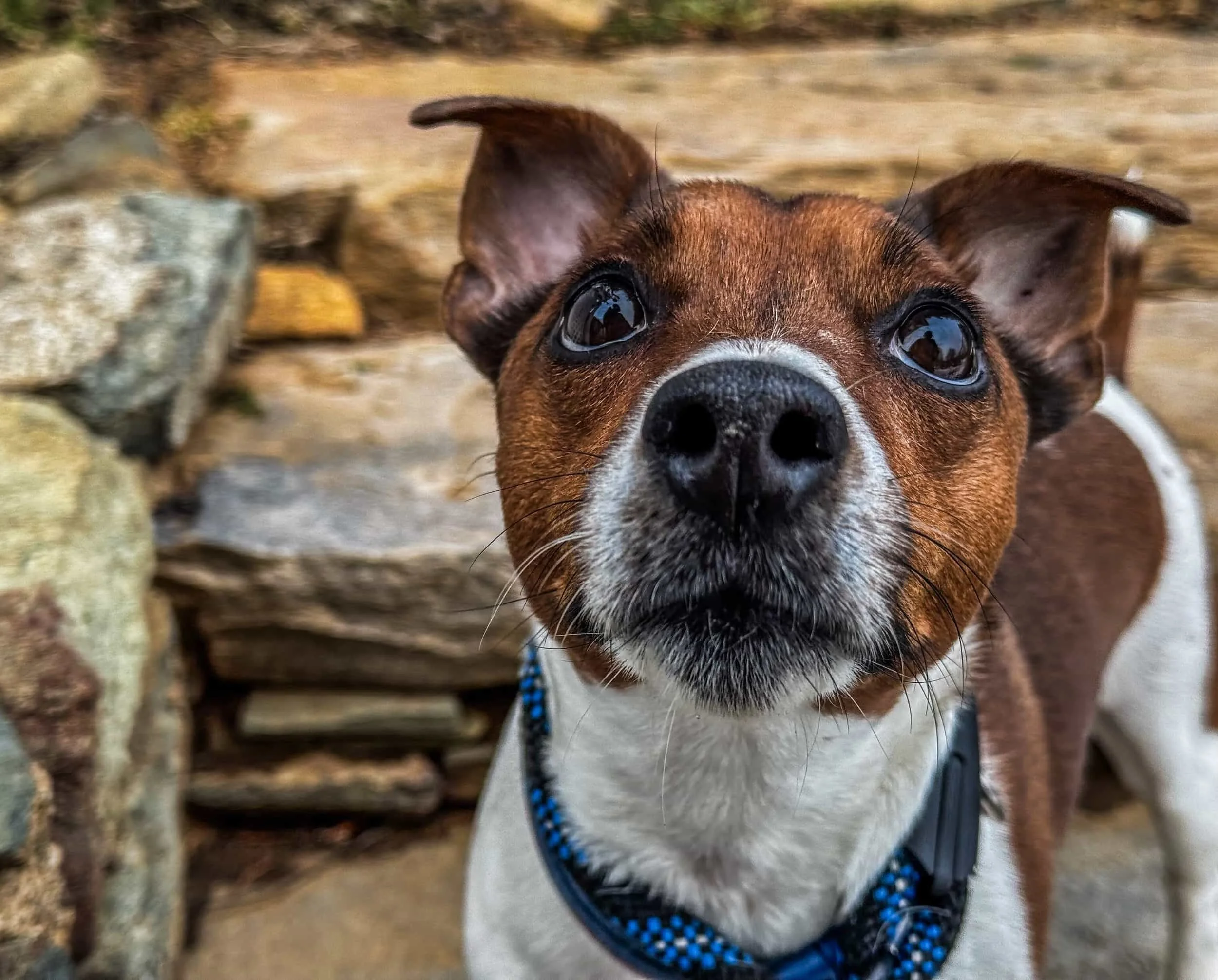 Young dog learning foundational obedience skills in Charlottesville