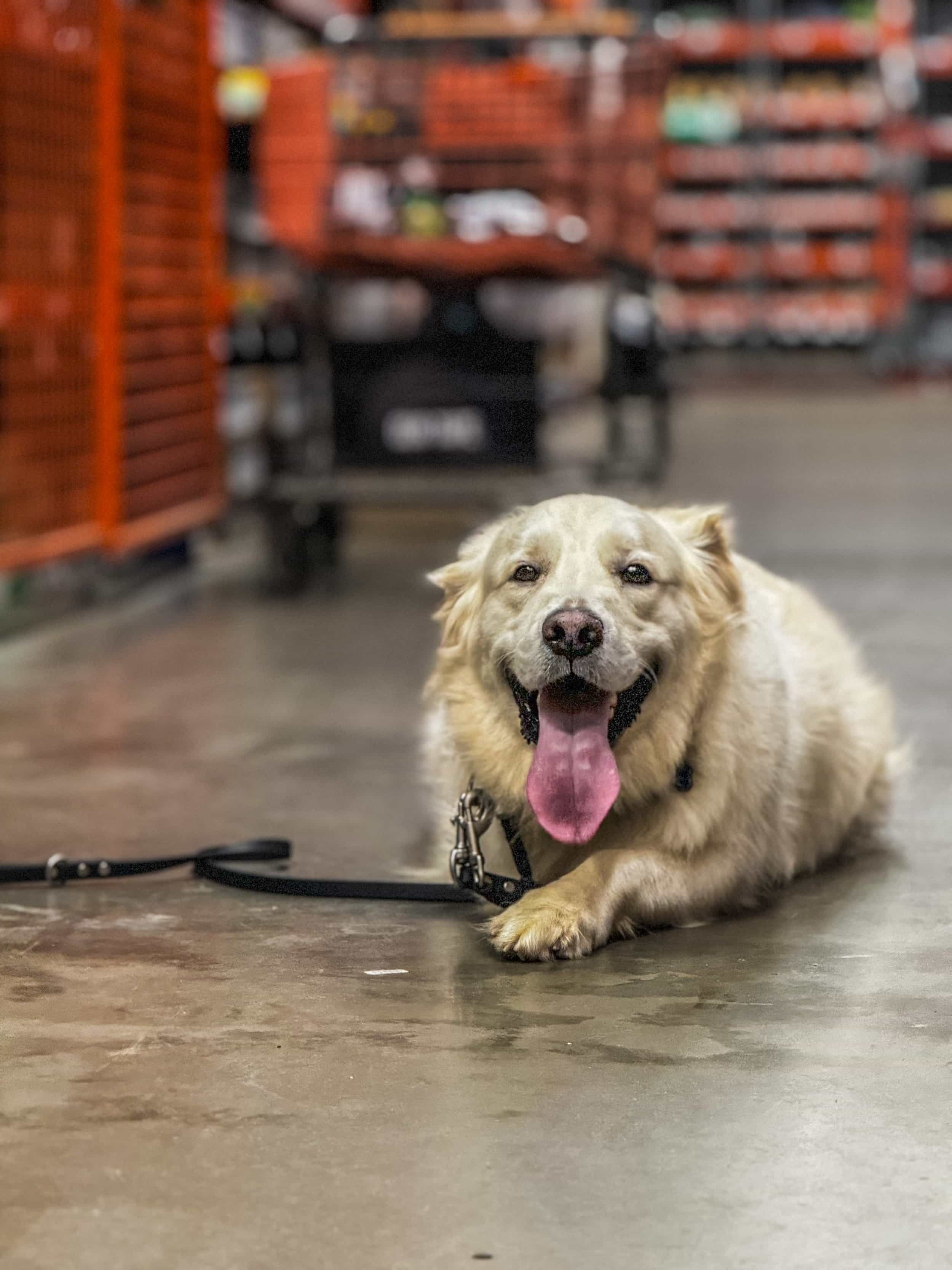 Dog practicing obedience around distractions in Charlottesville VA