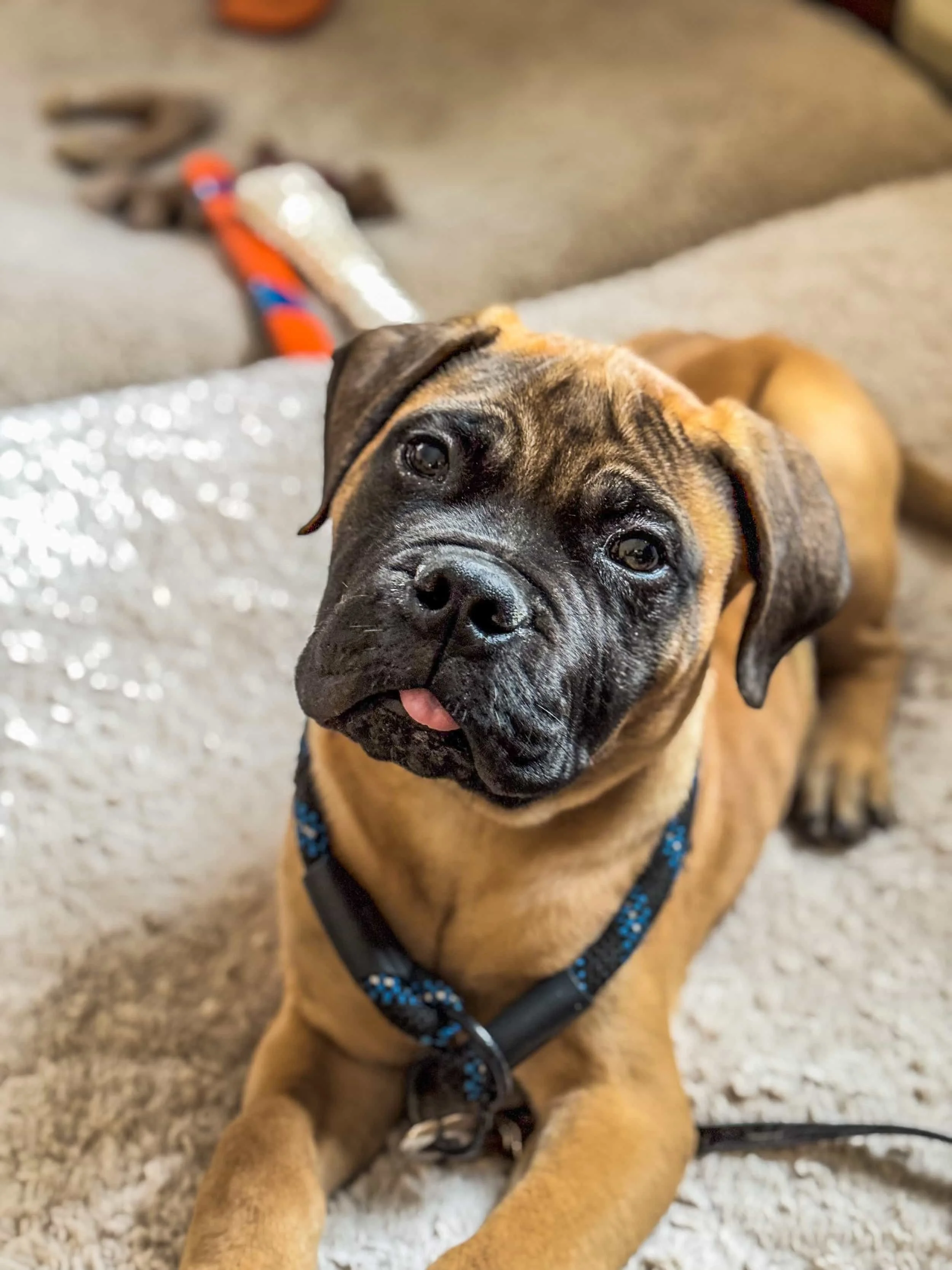 Professional dog training session in Charlottesville Virginia