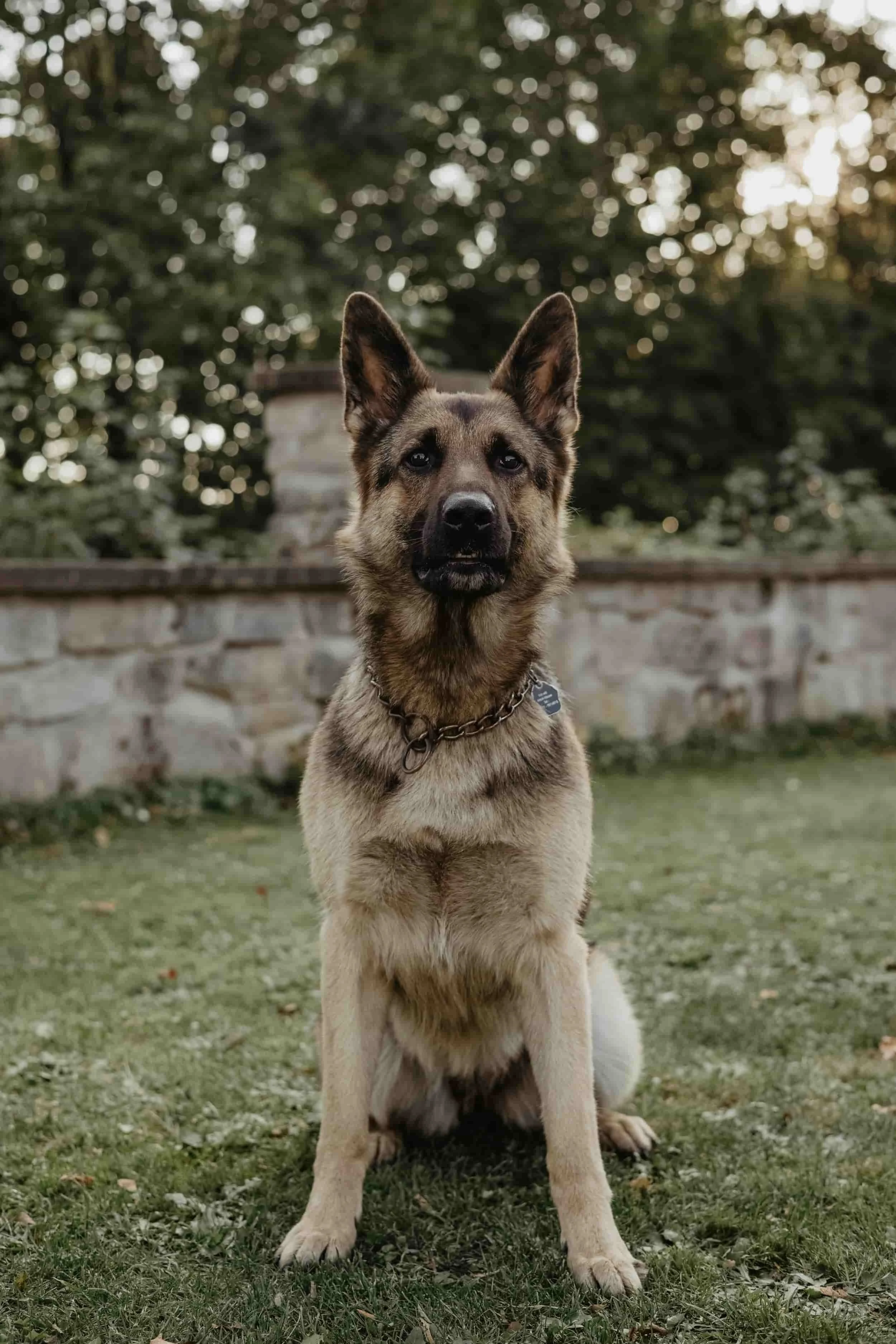 Confident dog exploring outdoors after behavior training