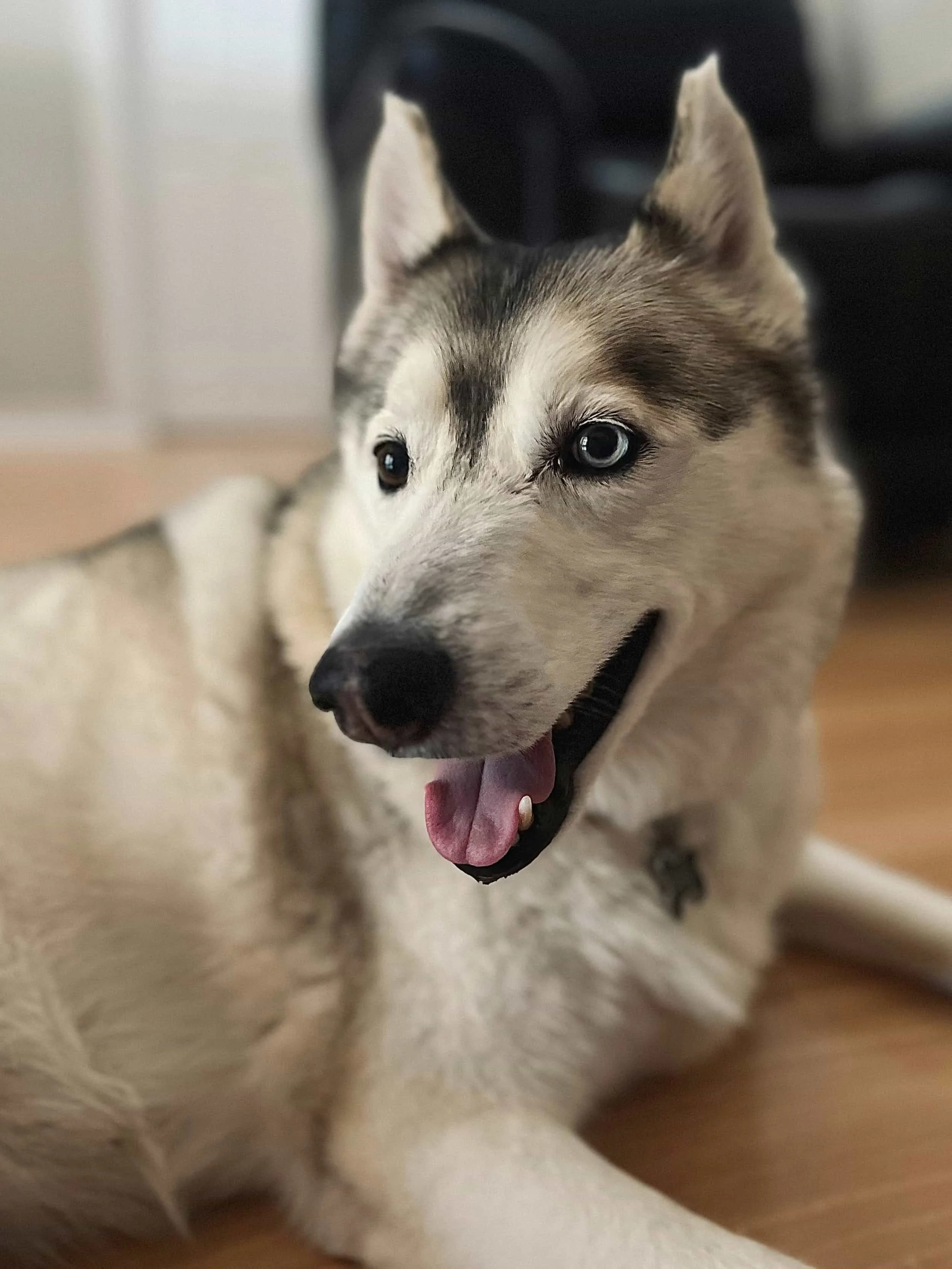 Professional dog training session in Charlottesville Virginia