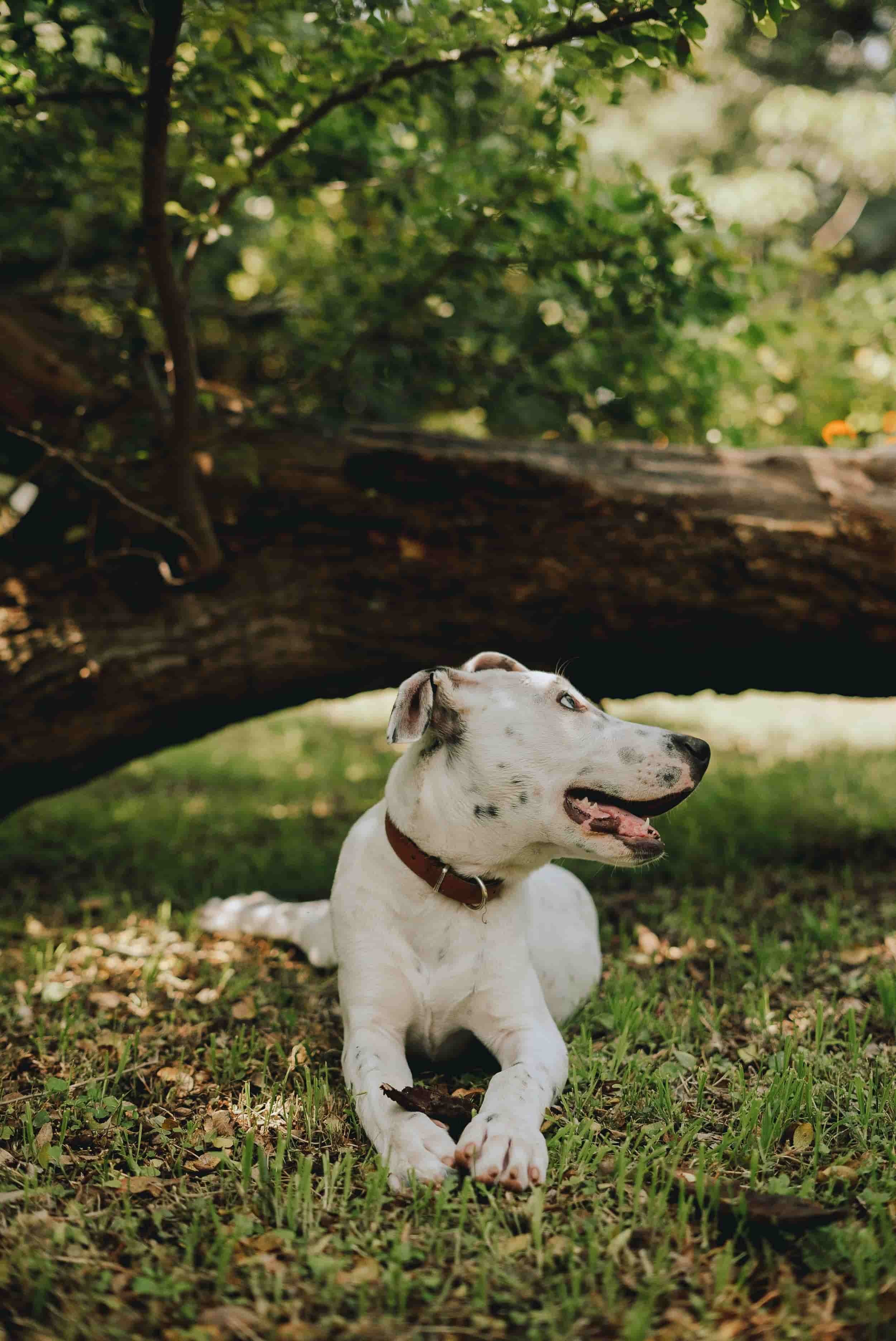 Well trained dog sitting on place command in public setting