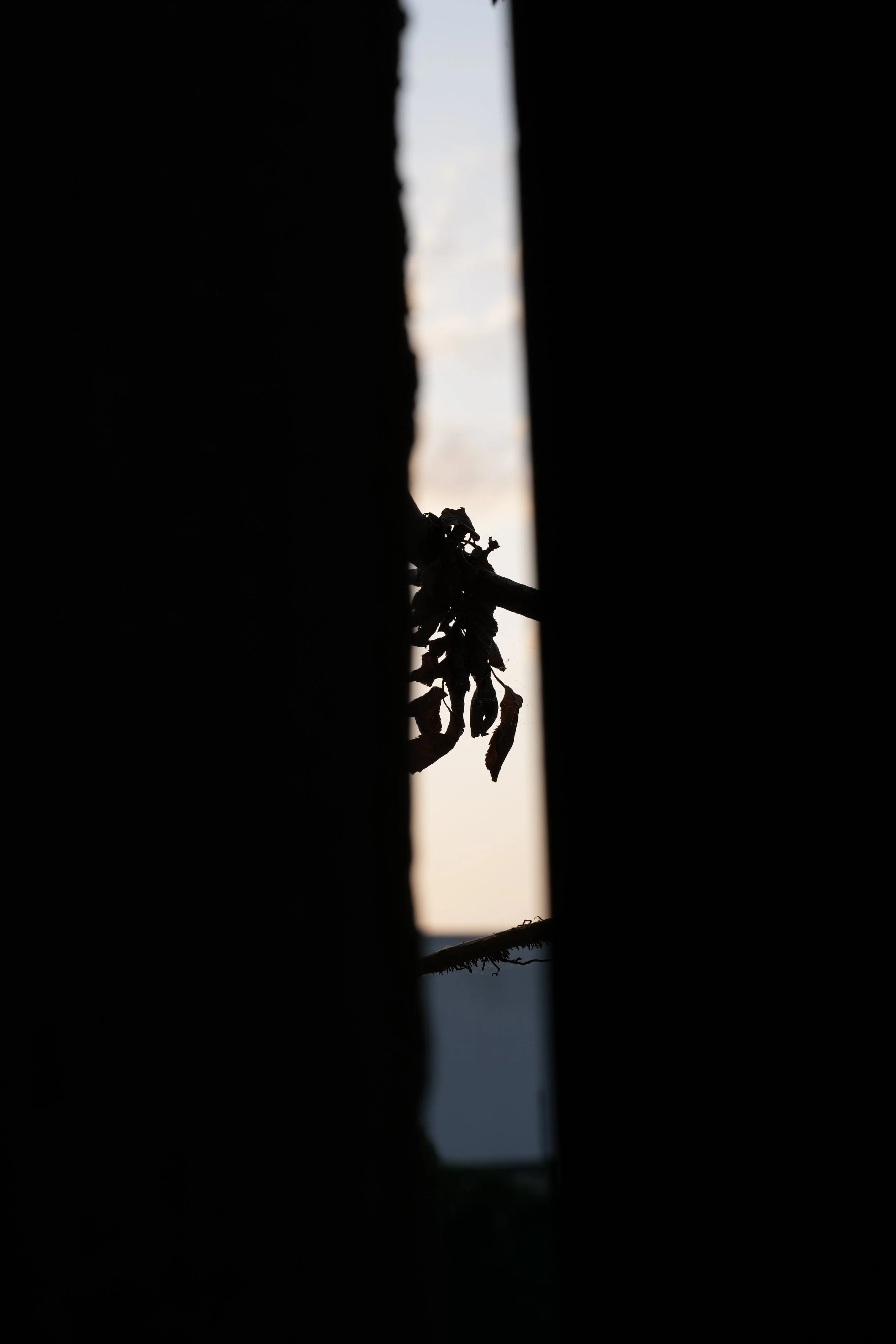 A7404153.JPG