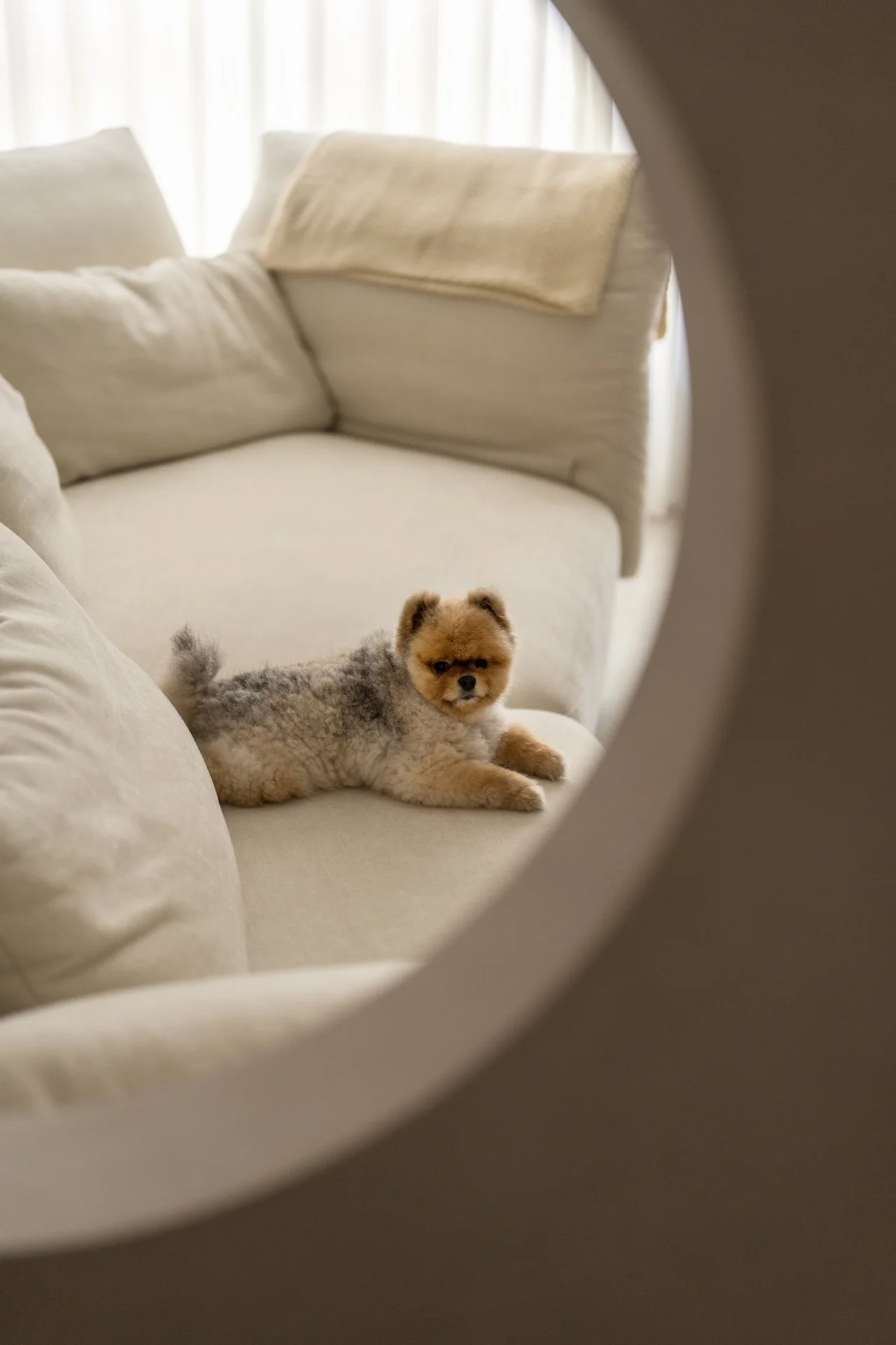 A small, fluffy dog lying on a cream-colored sofa, viewed through a circular mirror.