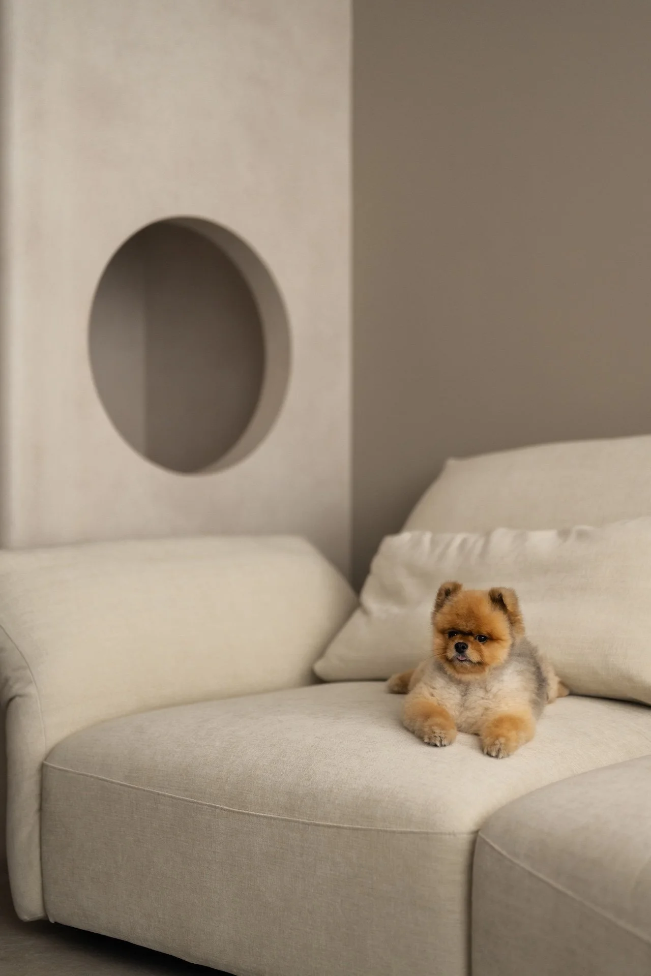 A small, fluffy dog lying on a beige sofa in a neutral-colored room.