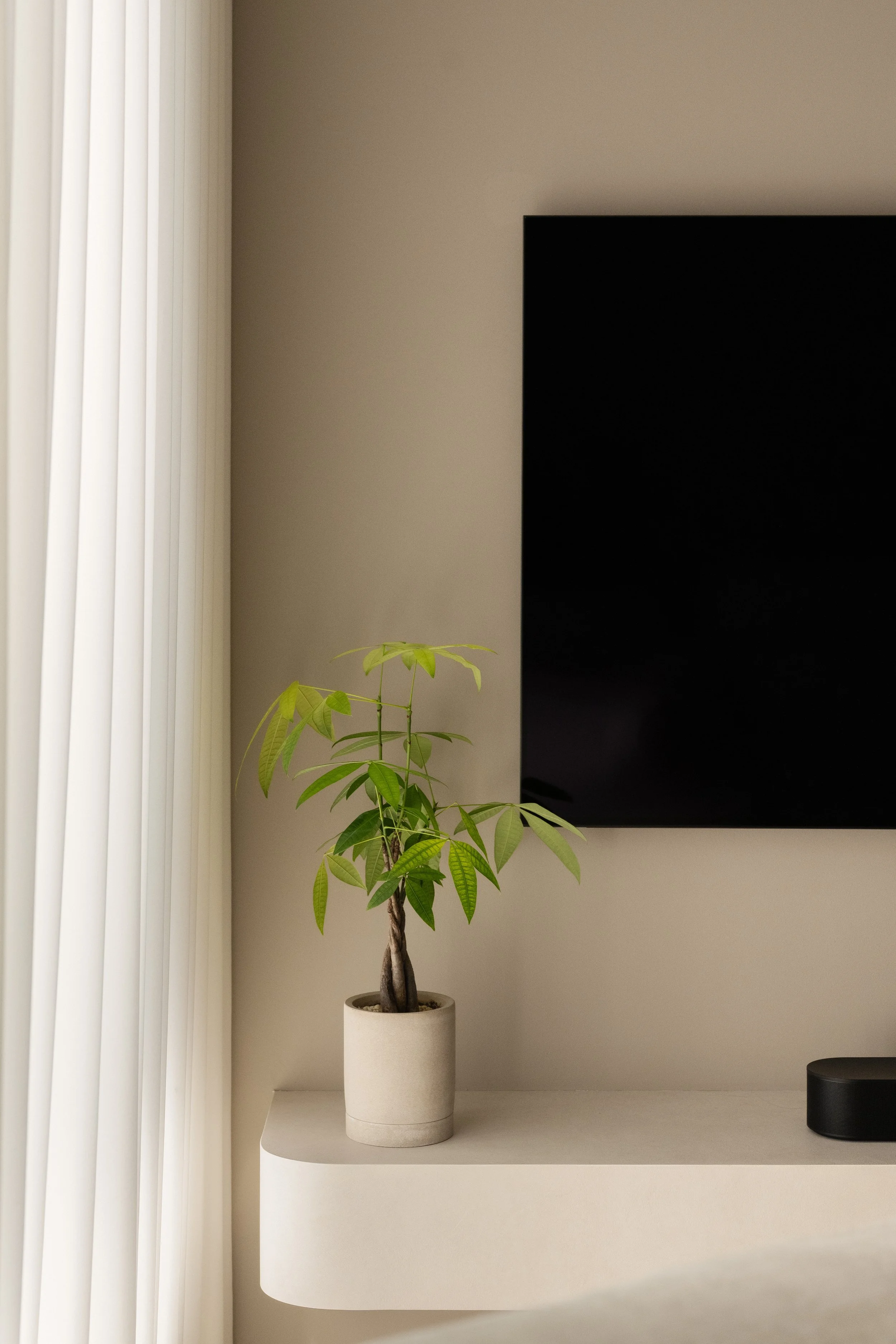 A potted plant with green leaves on a white shelf next to a large black television screen.