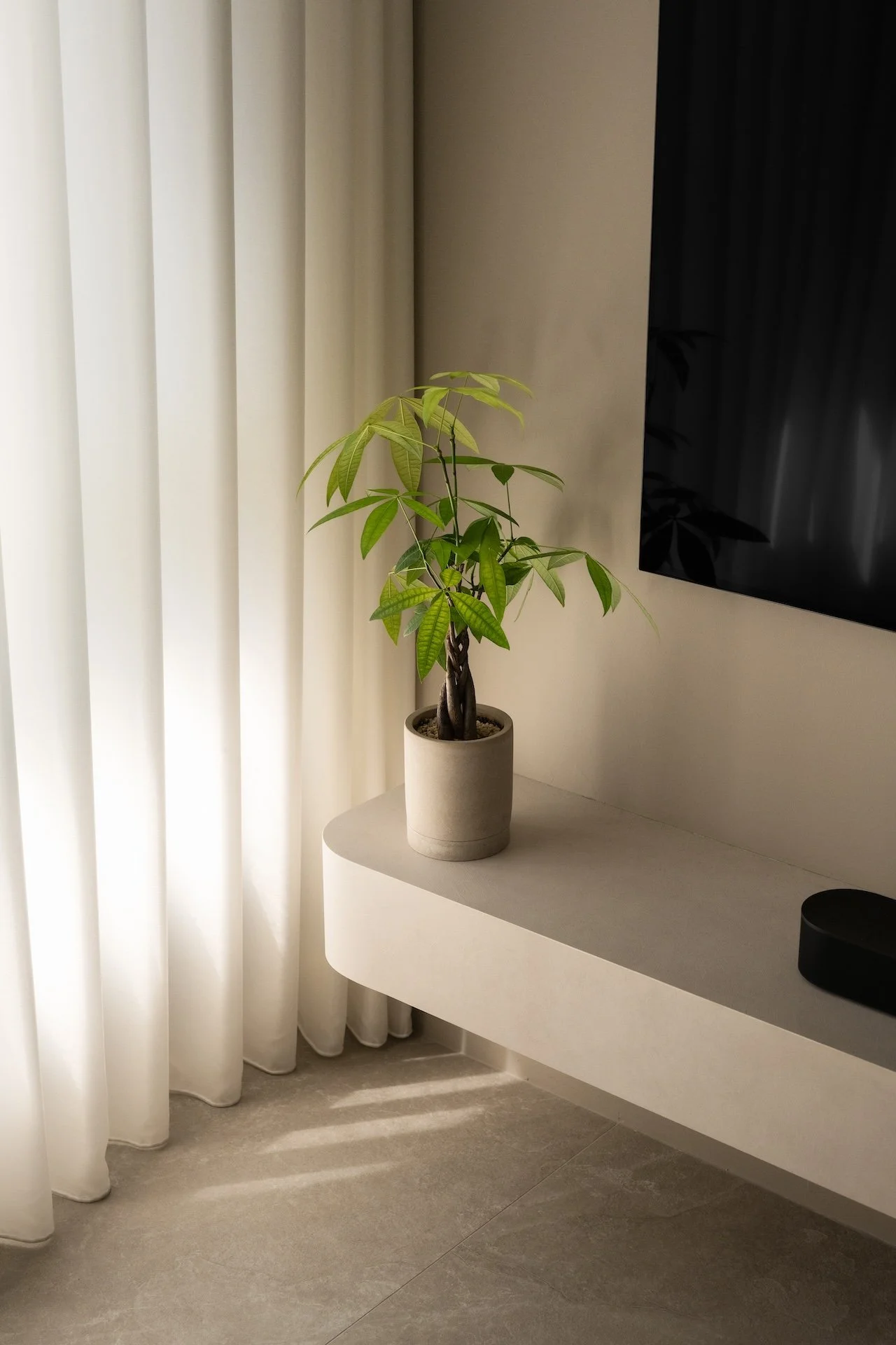 Potted plant with green leaves placed on a white floating shelf near beige curtains and a wall-mounted black television.