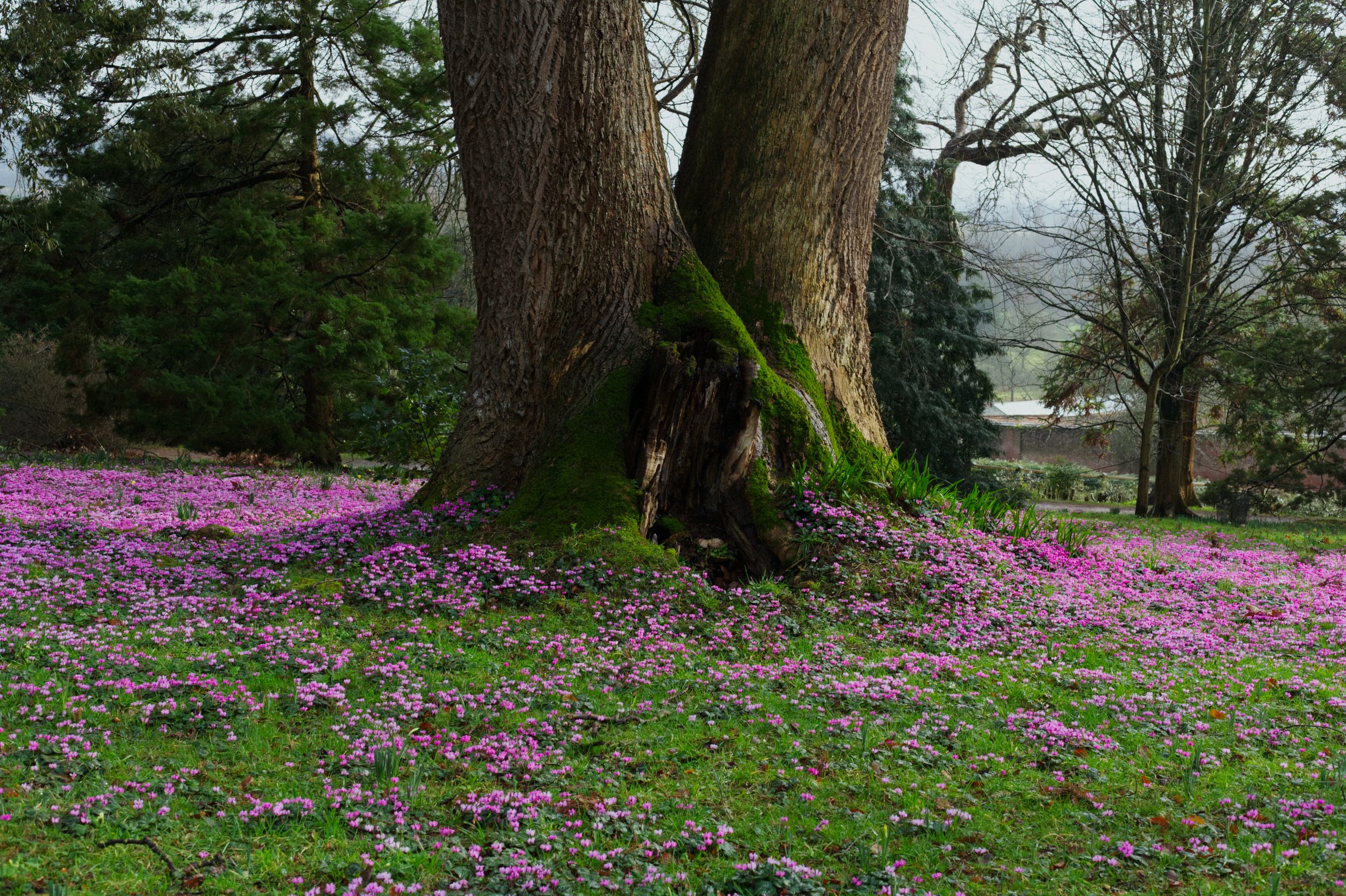 Tree with Purple Flowers Killerton House.jpg