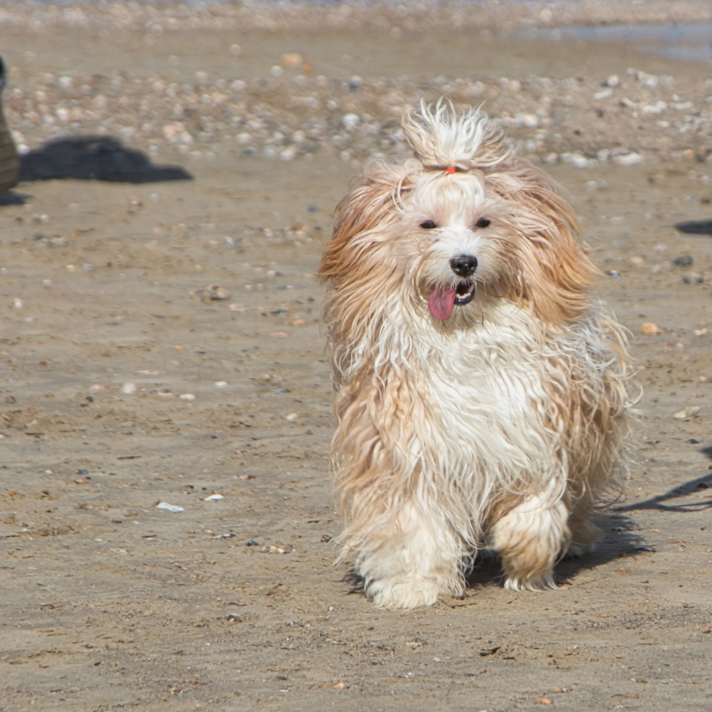 A fluffy dog running on a sandy beach with water and small pebbles in the background.