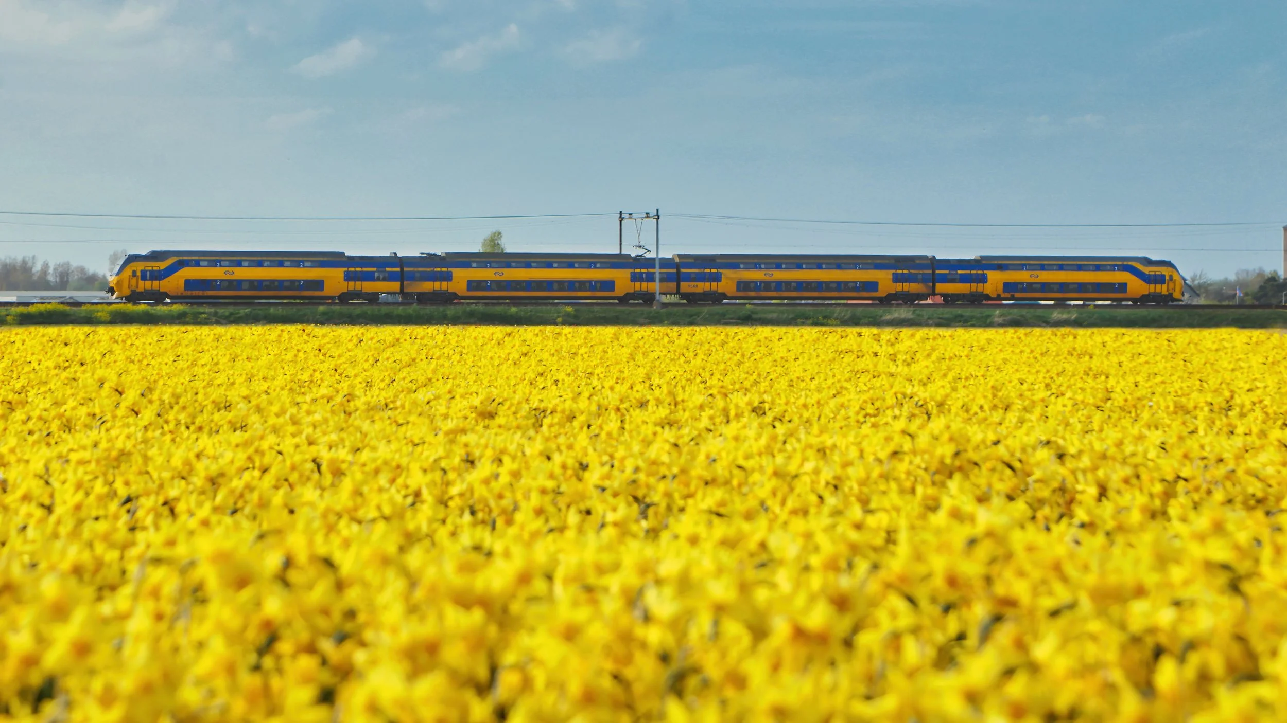 1I1A8914 A Daffodil Train .jpg