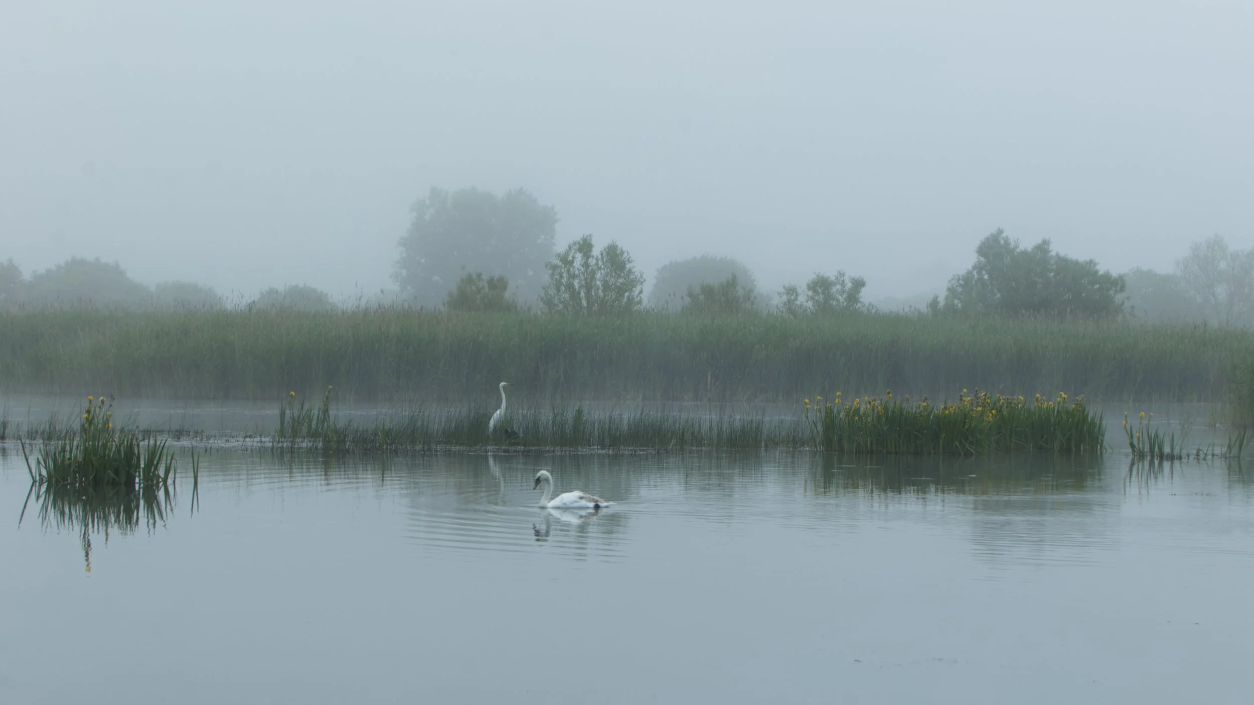 Swan and Egret 2 Cropped (reduced in Size).jpg