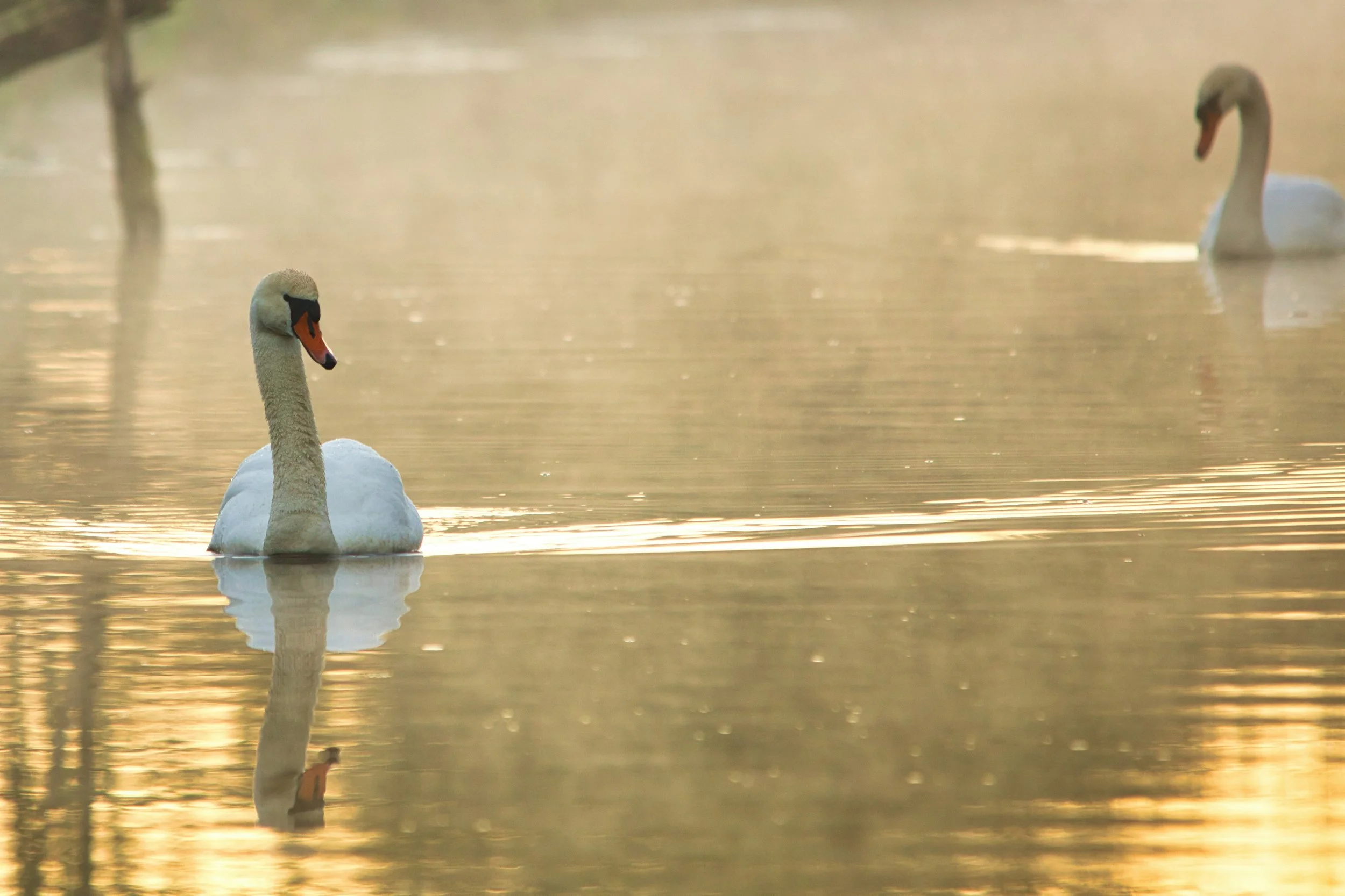 1I1A8683 Swans in the Mist .jpg