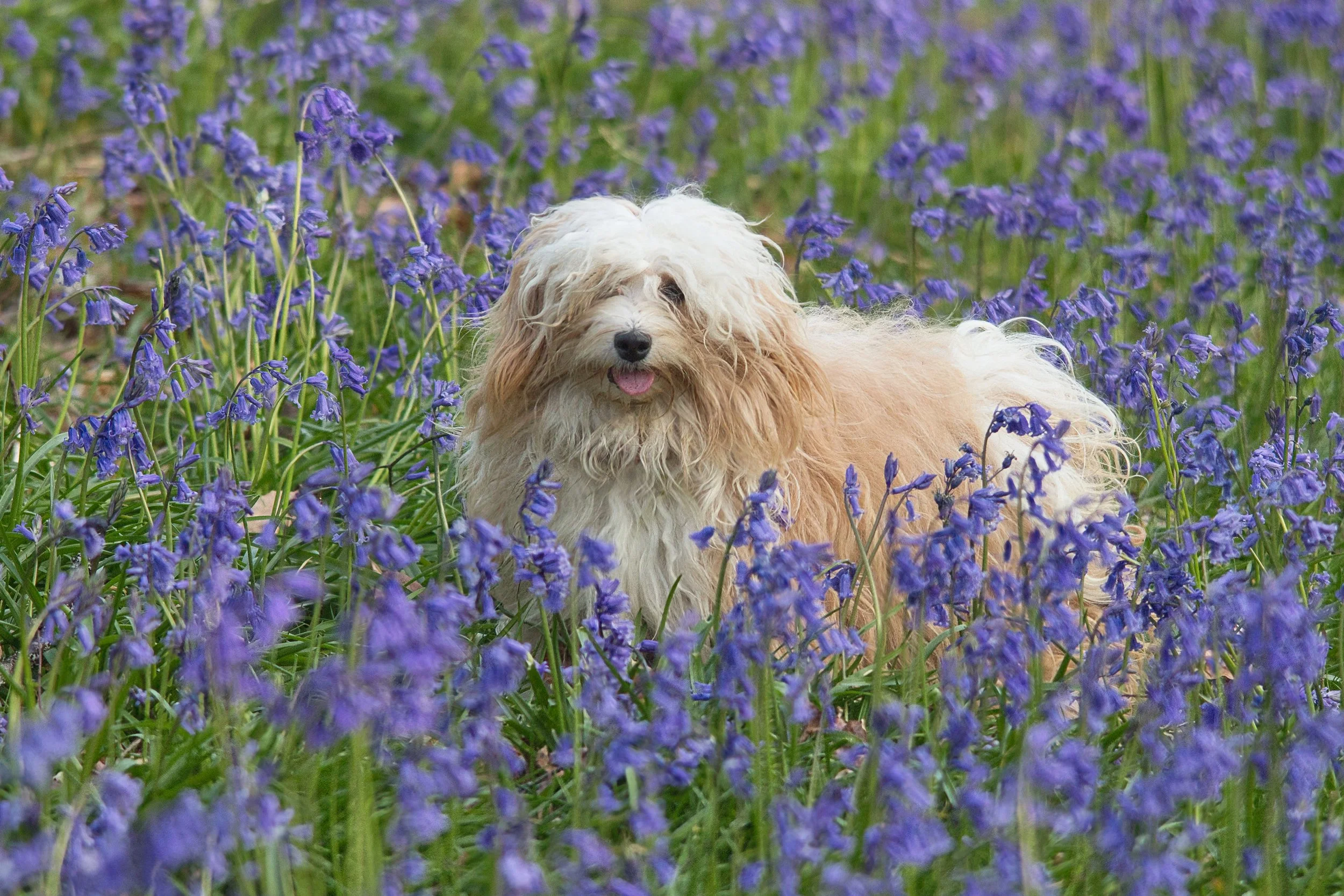 A fluffy, cream-colored dog sitting among a field of purple flowers with green grass in the background.