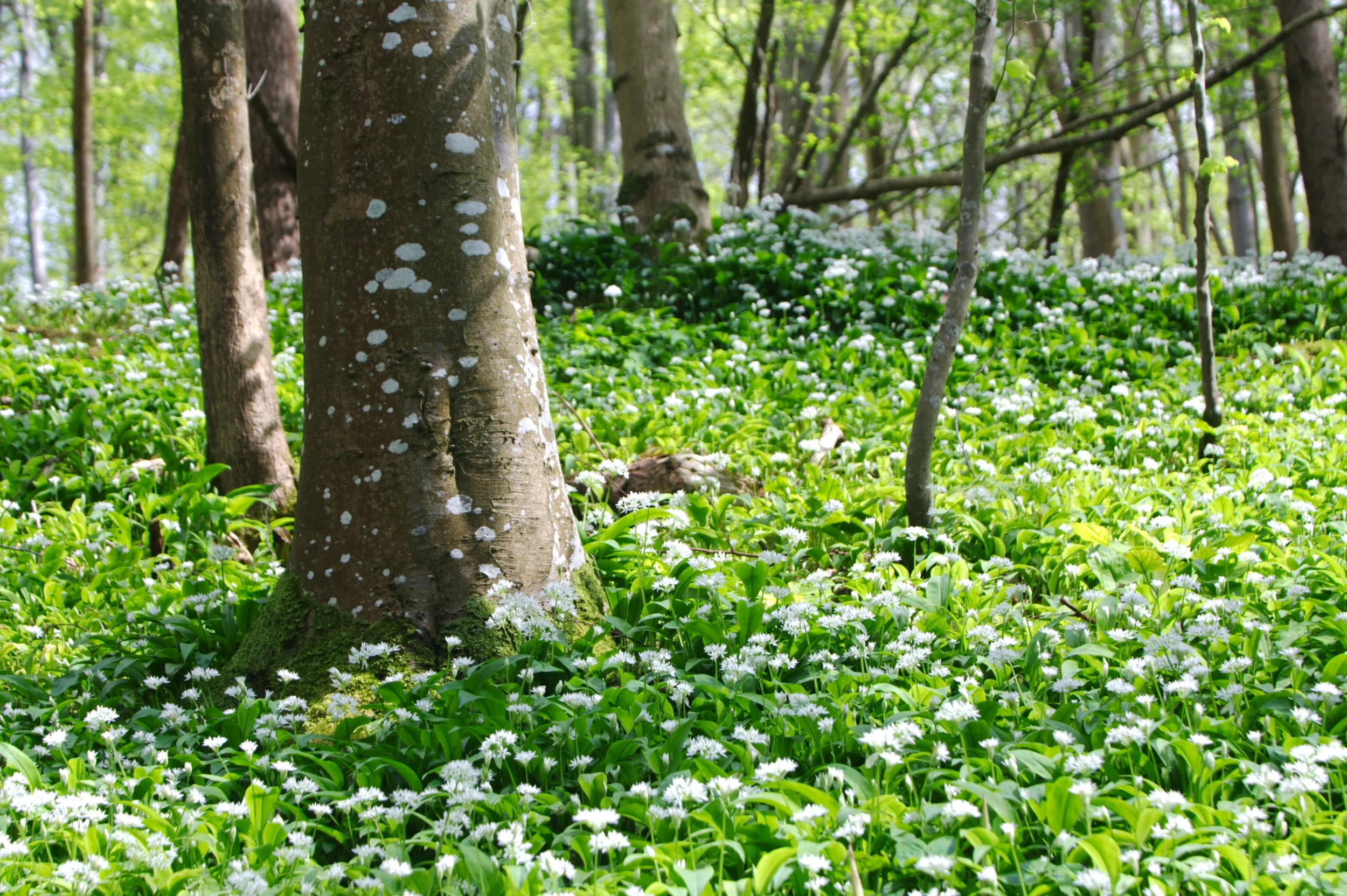 Wild Garlic Surrounding a Tree.jpg