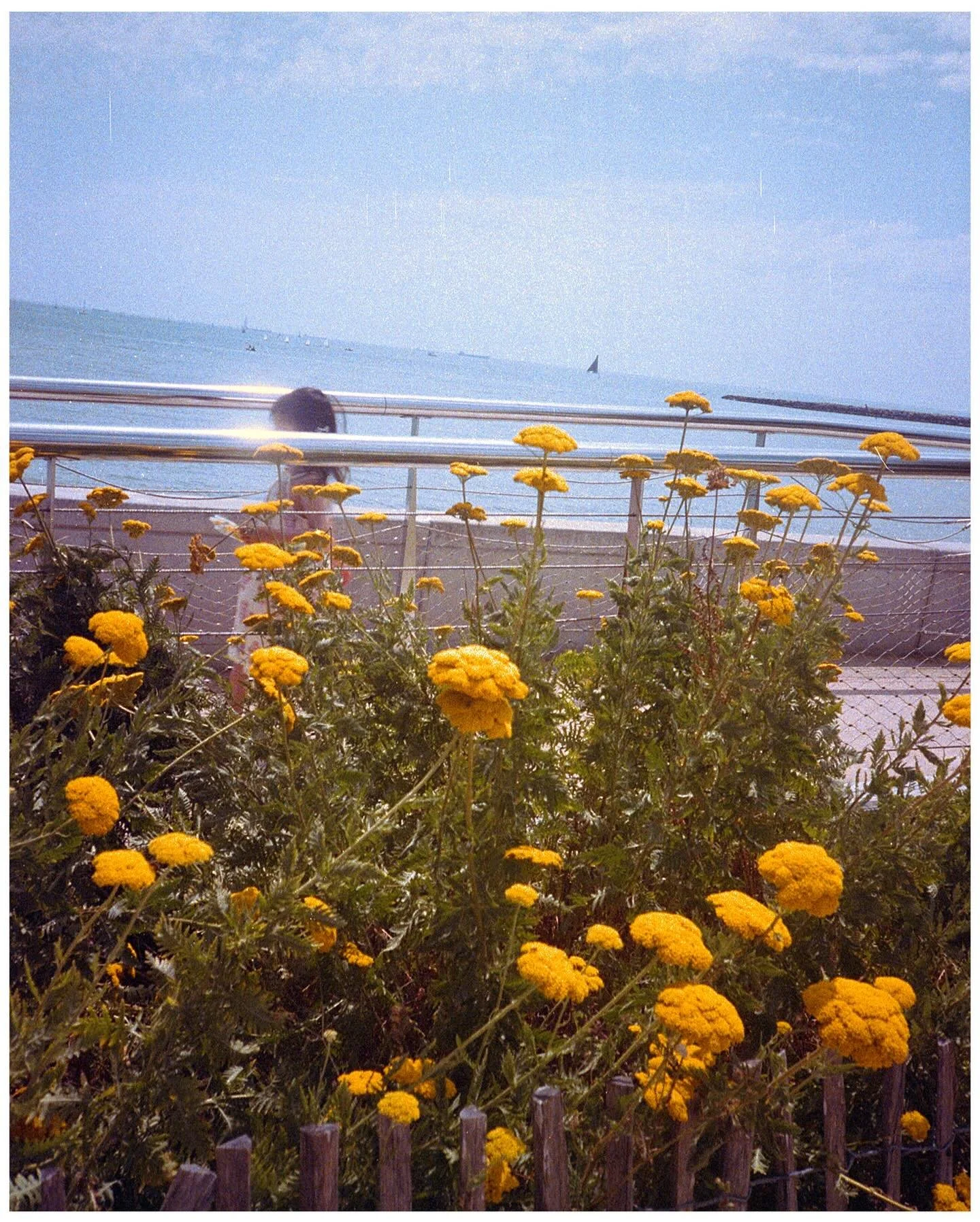 jolies lumi&egrave;res 
pioch&eacute;es sur les 44 pellicules grill&eacute;es cette ann&eacute;e 🤸🏽&zwj;♀️

Enjoyyy🧃