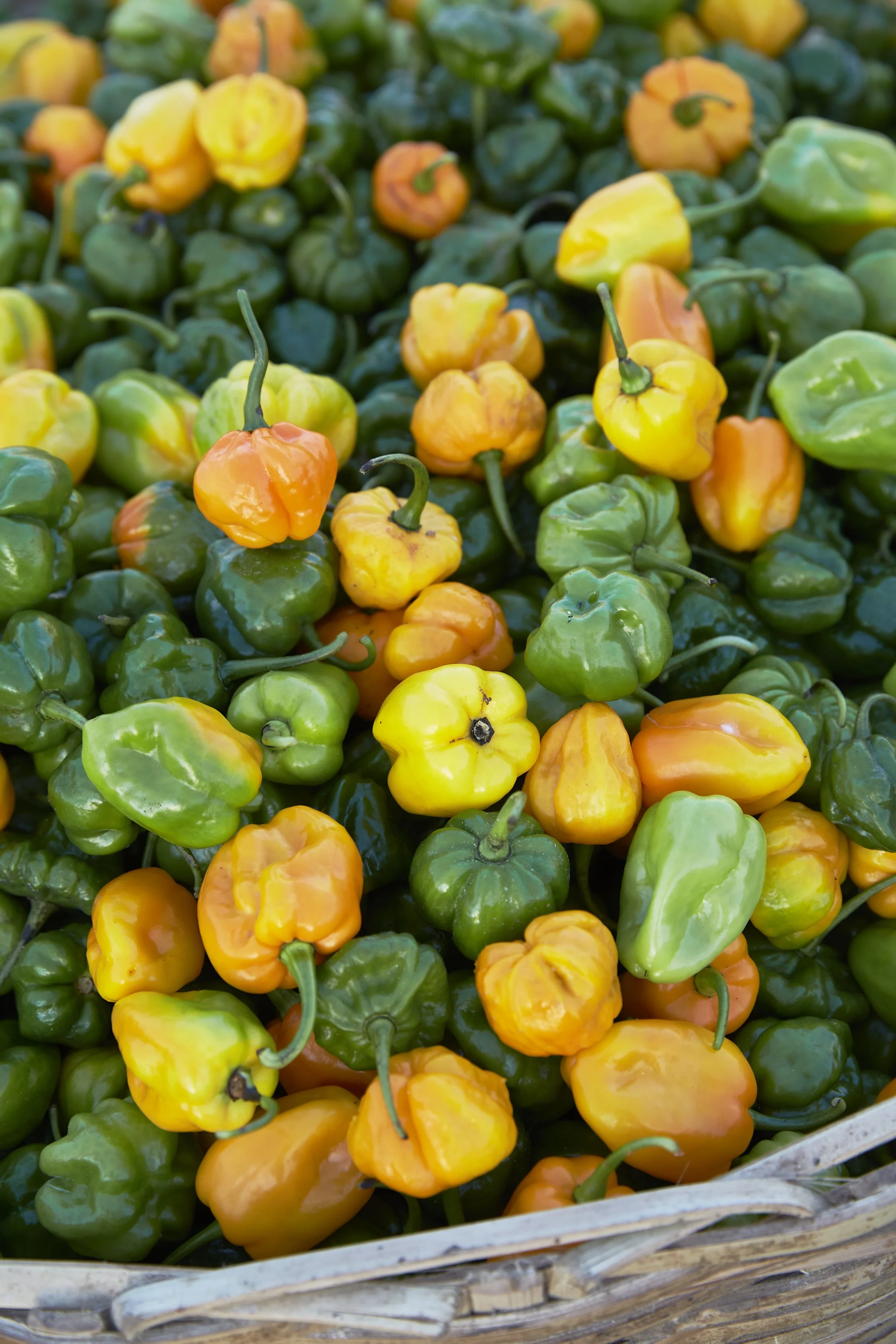 Green and yellow peppers in a basket.