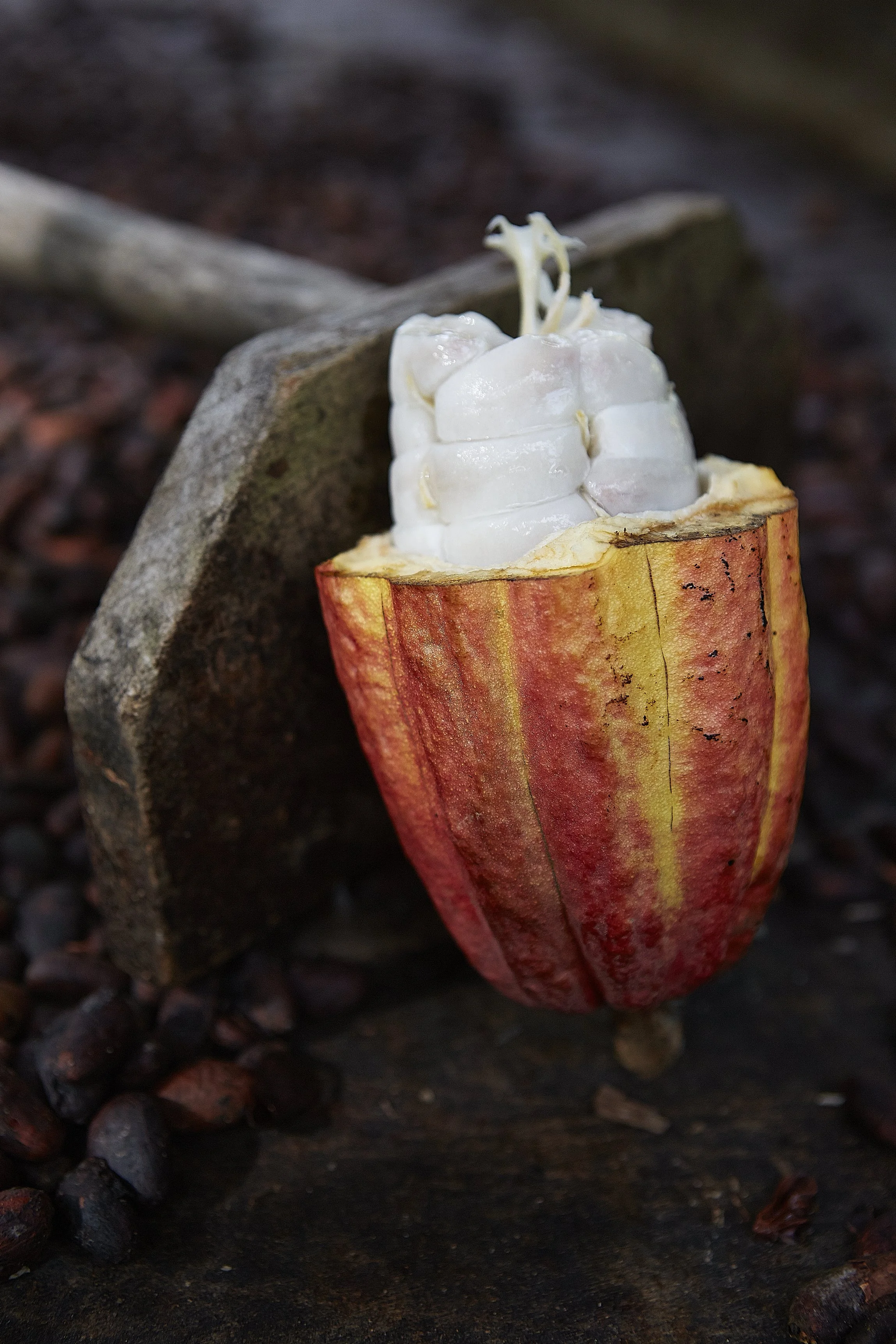 Cacao fruit that has been opened.