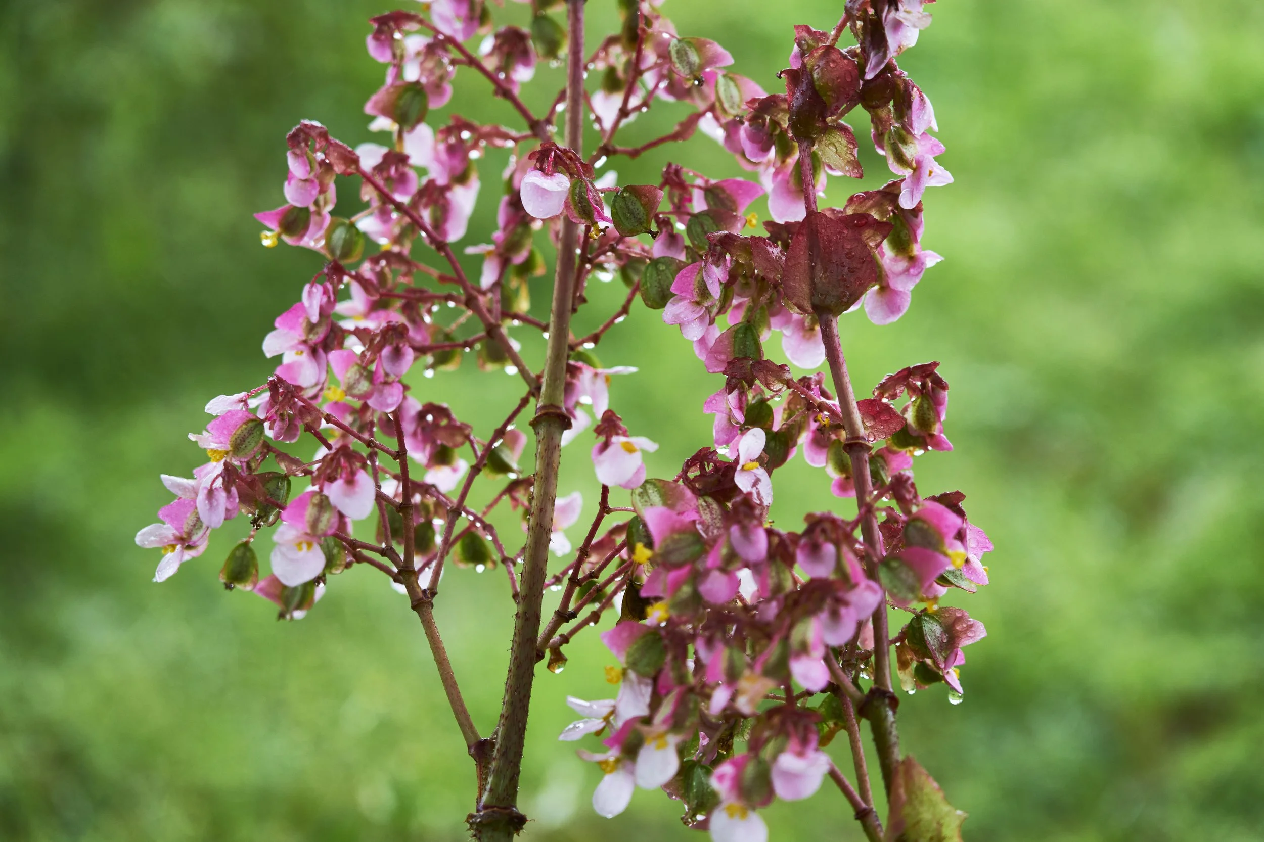 Pink and white flowers on a branch.