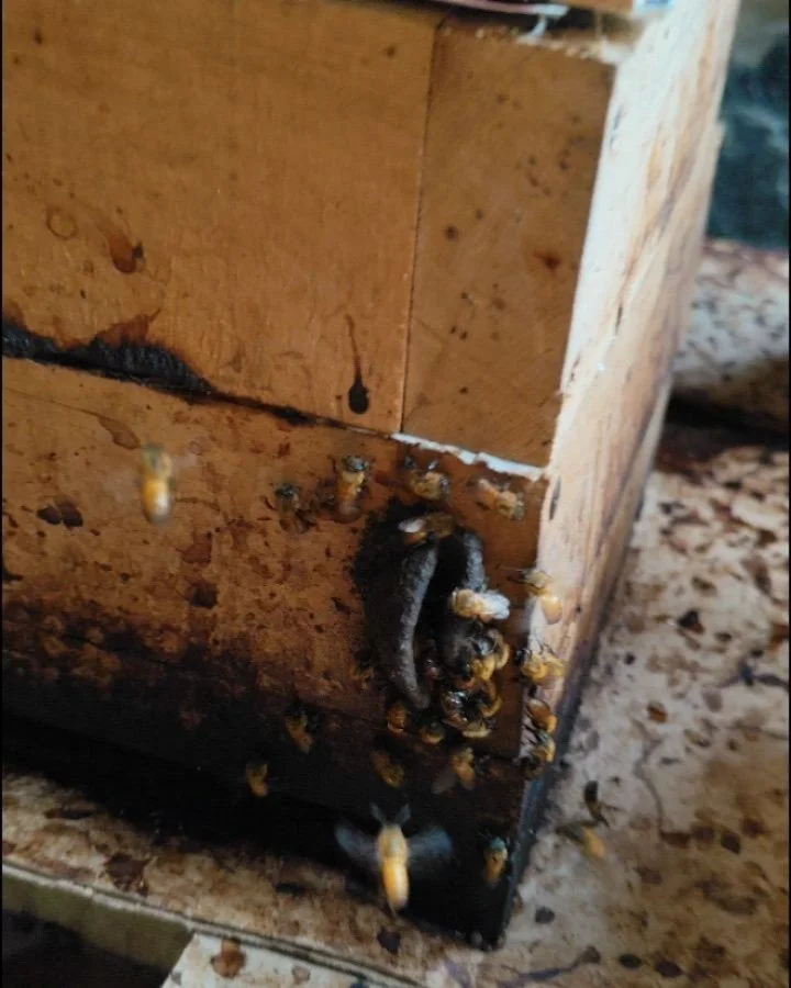 Danza territorial de melipona costarricensis 
Las abejas recolectando polen de una moconia minutiflora después de un duro invierno.
Se aproximan buenas cosechas para Eighteen Rabbit, saludos