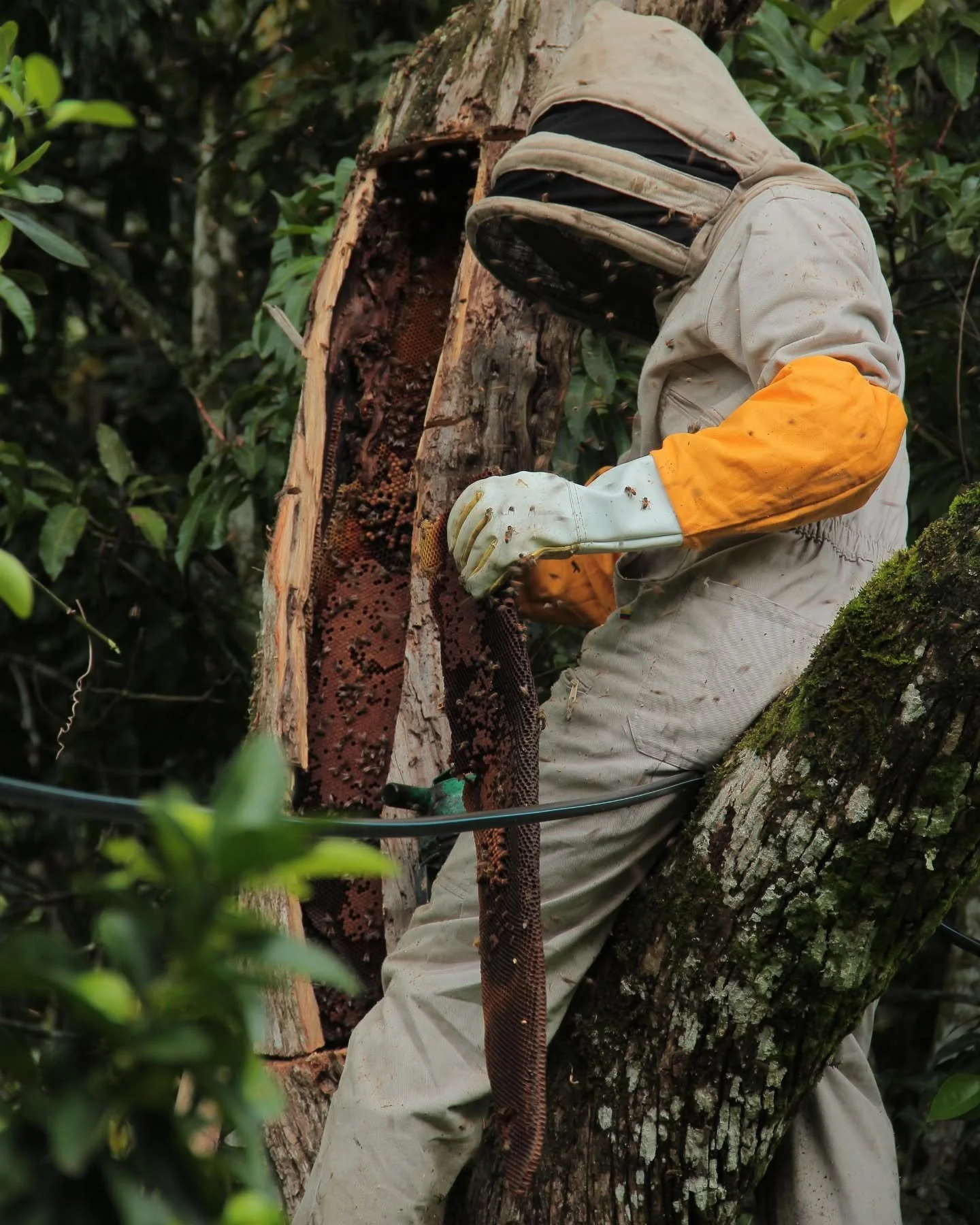 Reubicando una colmena que causaba problemas a los trabajadores de un cultivo de maiz.