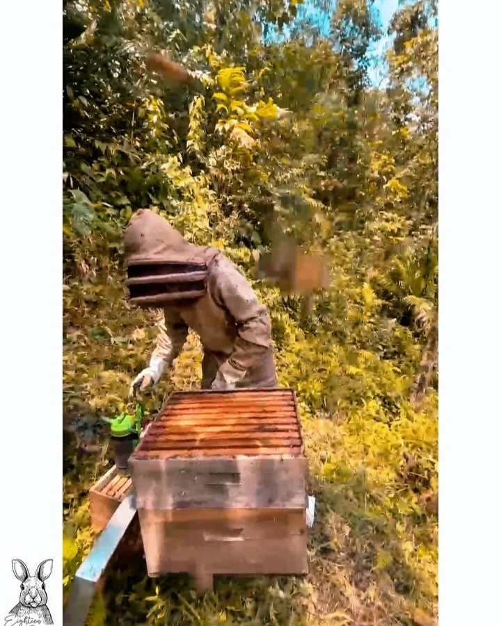 🍯🐝🍃
&iexcl;Feliz D&iacute;a Nacional de la Apicultura!

Hoy celebramos la labor incansable de los apicultores y la importancia de las abejas en nuestro ecosistema. En este video, te mostramos el proceso de cosecha de miel y revision de colmenas en