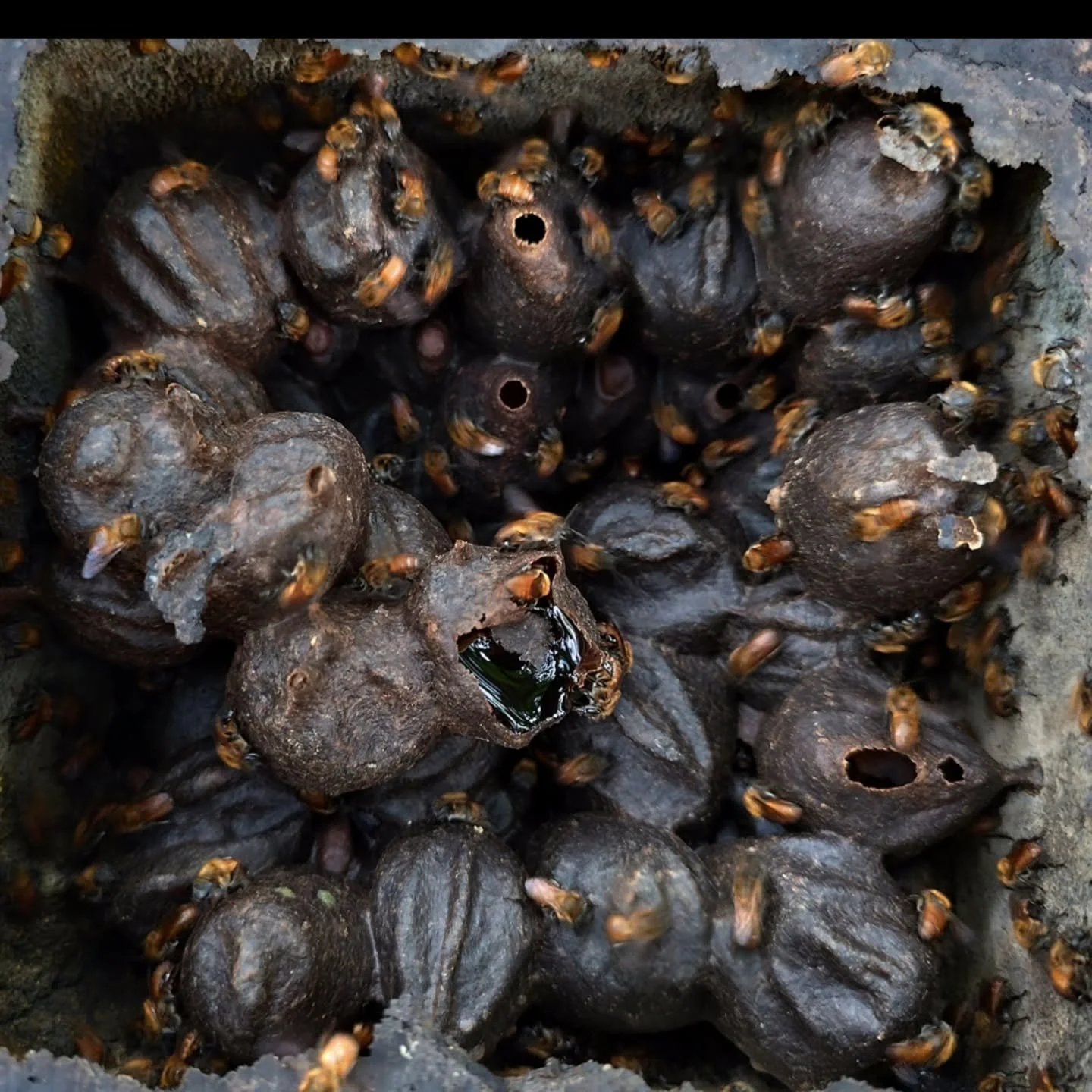Nuestra miel de abejas sin aguij&oacute;n tiene propiedades medicinales muy elevadas, esto se debe a que visitan unas flores muy espec&iacute;ficas lo que la diferencia de la miel de la abeja com&uacute;n ( apis mellifera)

La miel de &quot;angelita&