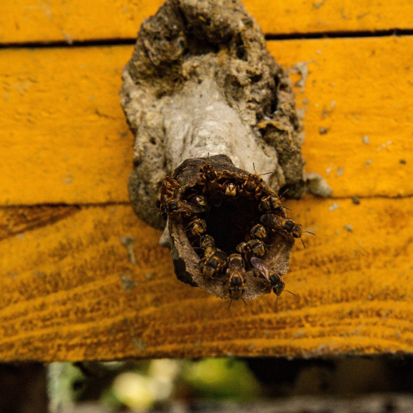 Las meliponas o angelitas son una especie de abejas
nativas sin aguij&oacute;n que producen una miel con poderosas
propiedades medicinales para el tratamiento de
cataratas, conjuntivitis, terigios, y en general como un
estimulante del s&iacute;stema 
