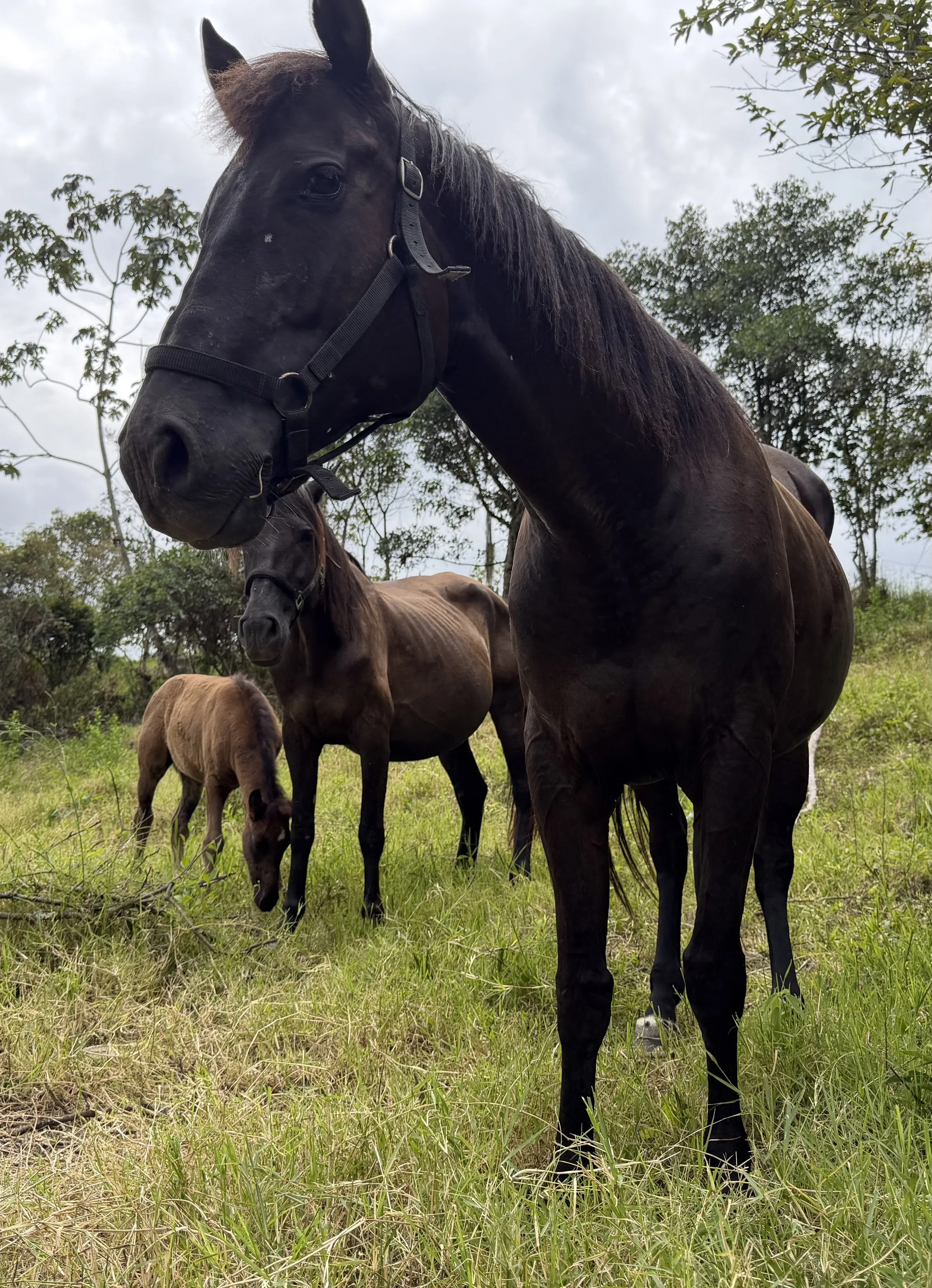 Caballos en Hacienda Noah