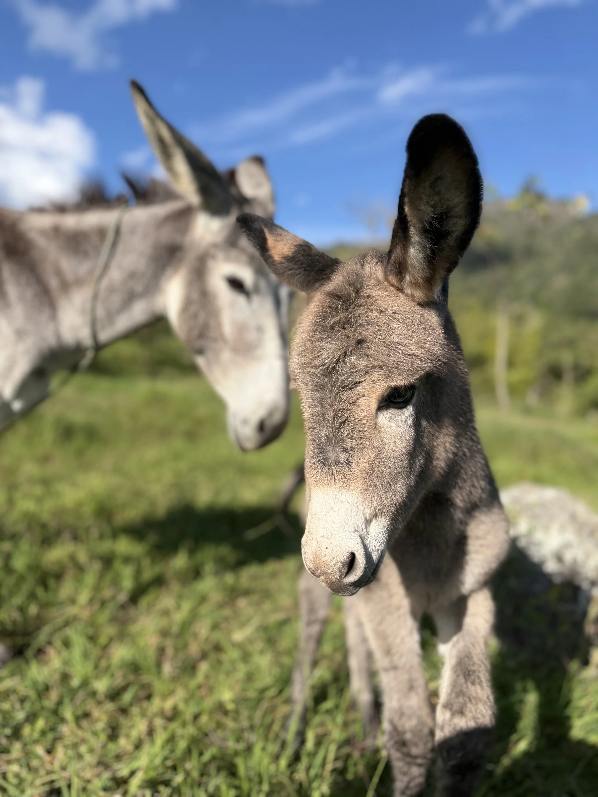 Burros en Hacienda Noah
