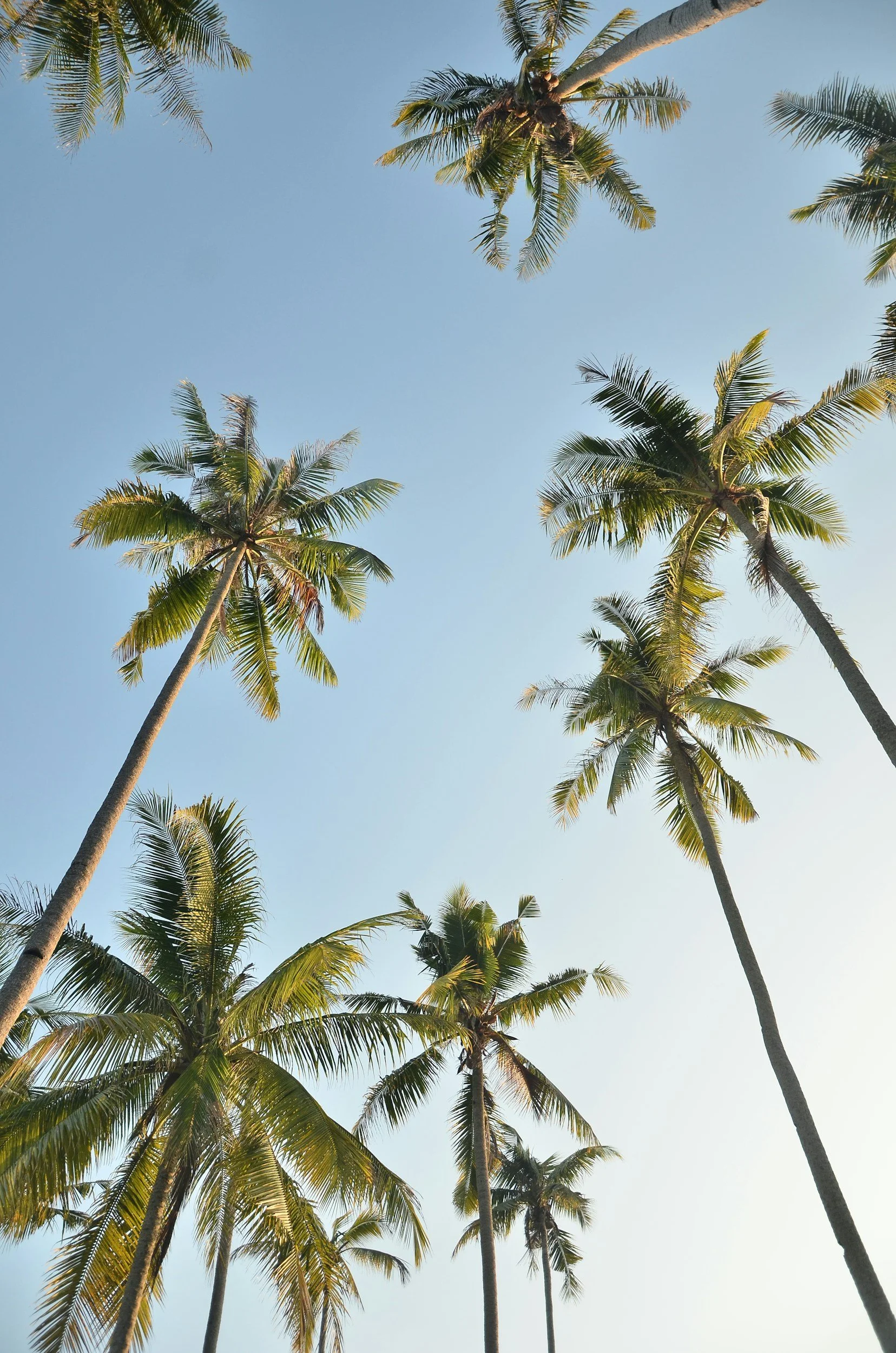 View of multiple tall palm trees with green fronds against a clear blue sky.