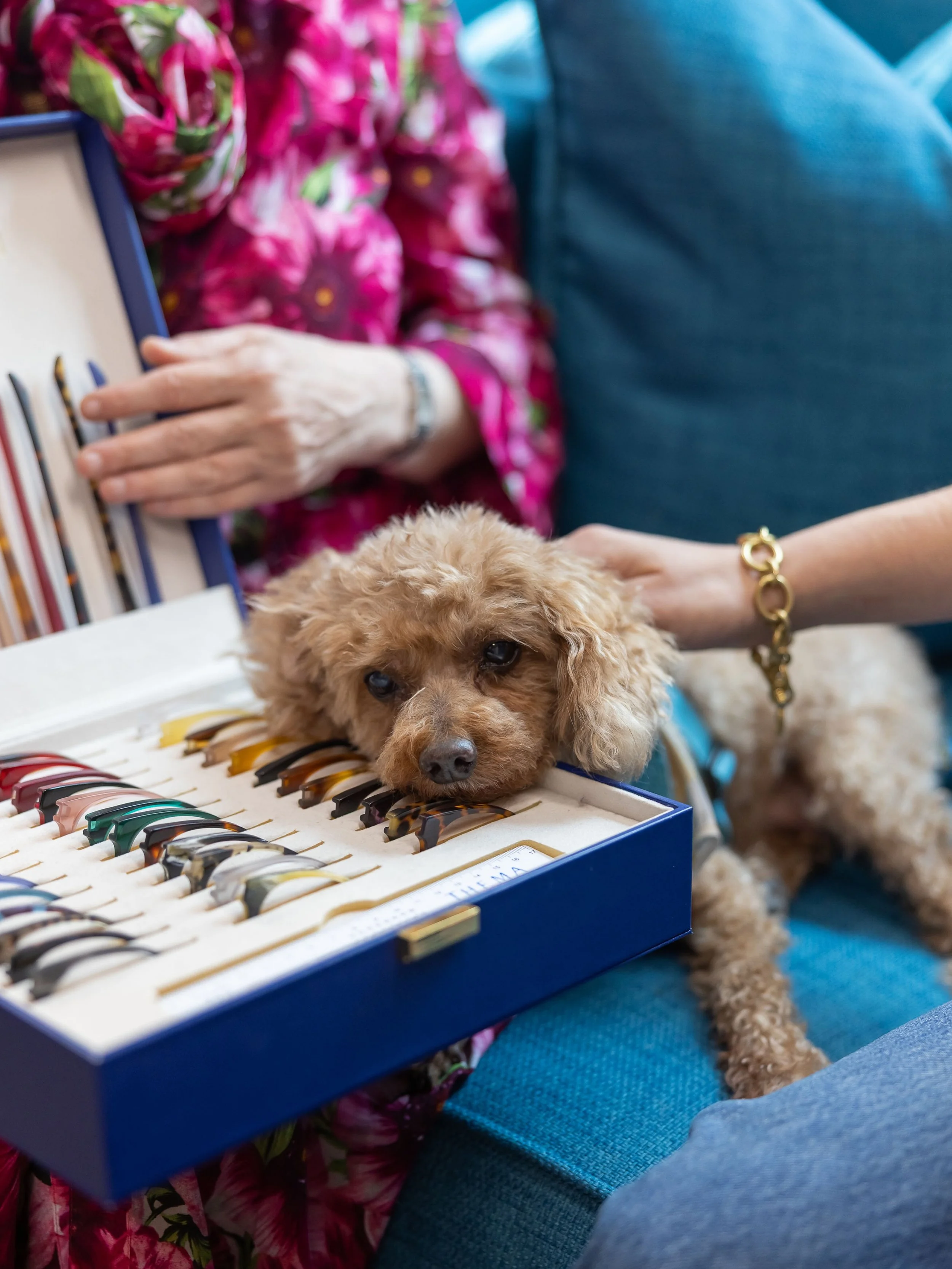 Everyone talks about a shop dog&hellip; this is our version at The Optical Shop of Westport 🤍✨ helping clients pick their perfect pair one frame nap at a time. Our version of a shop dog prefers designer frames and couch cuddles🐾 

#WestportCT #Desi