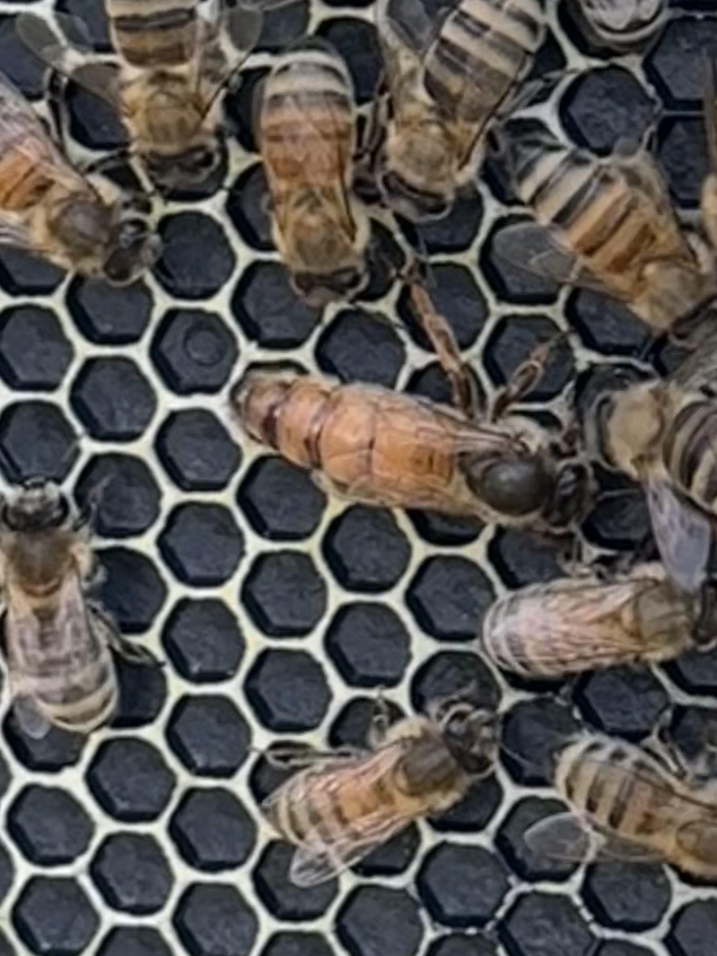 Locally Mated Queens