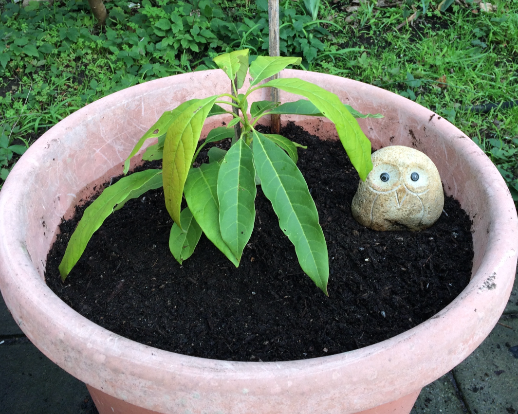 Herman the Avocado Tree