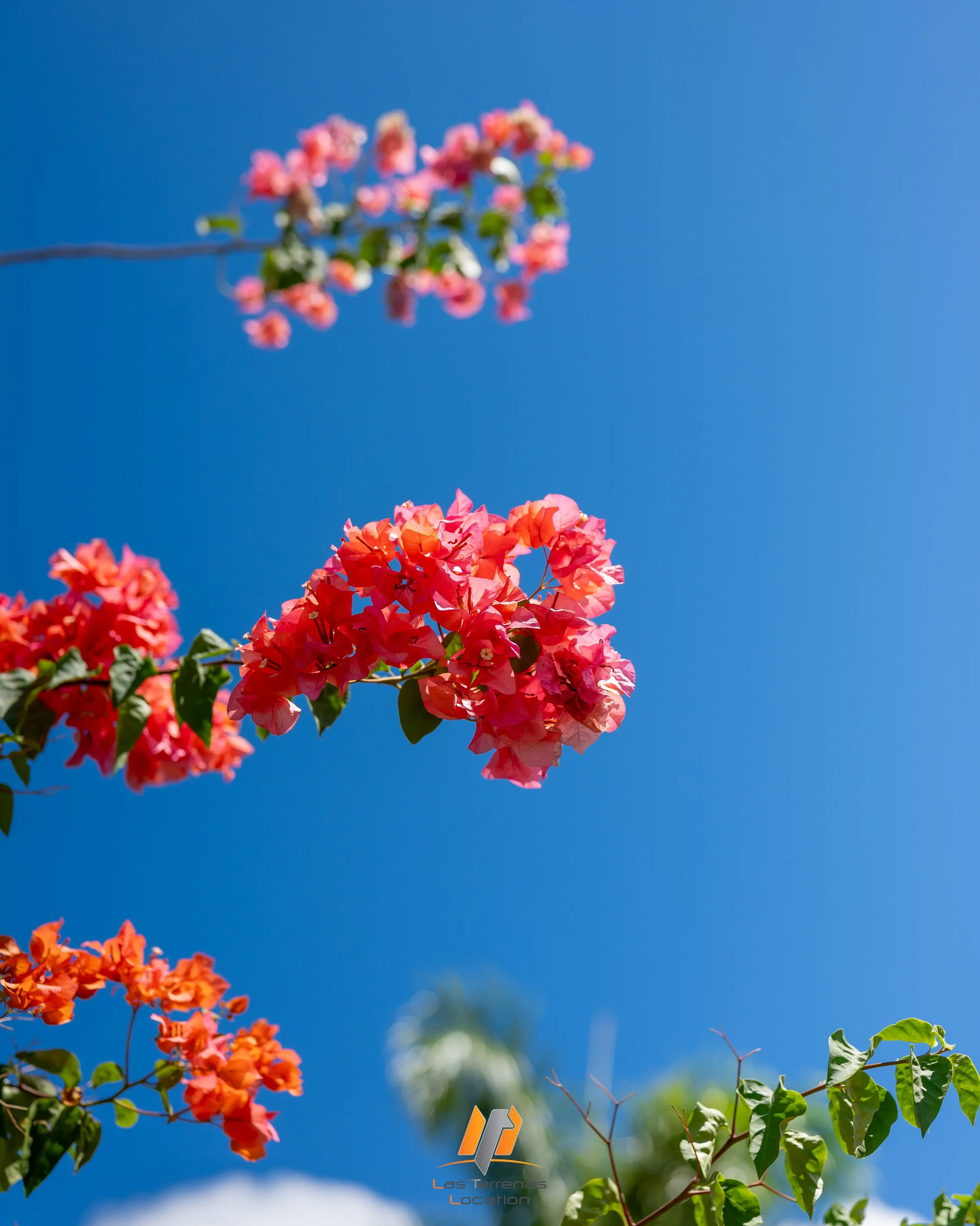 DSC_0534.jpg