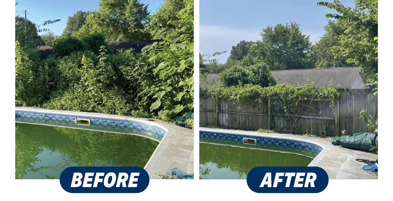 Side-by-side comparison of a backyard pool area. Left image shows overgrown greenery and a pool with green water labeled 'BEFORE.' Right image shows a tidied fence with reduced foliage, same pool, labeled 'AFTER.'