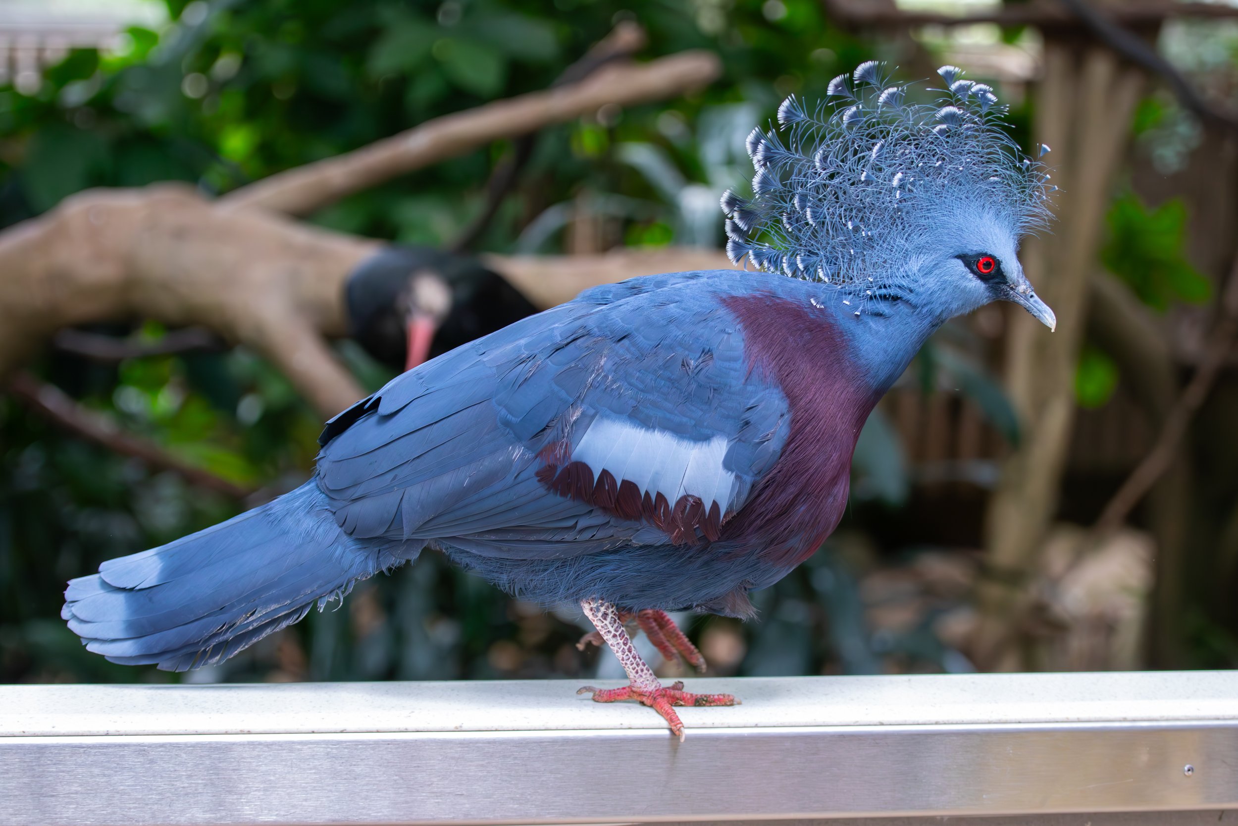 Victoria Crowned Pigeon at the National Aviary