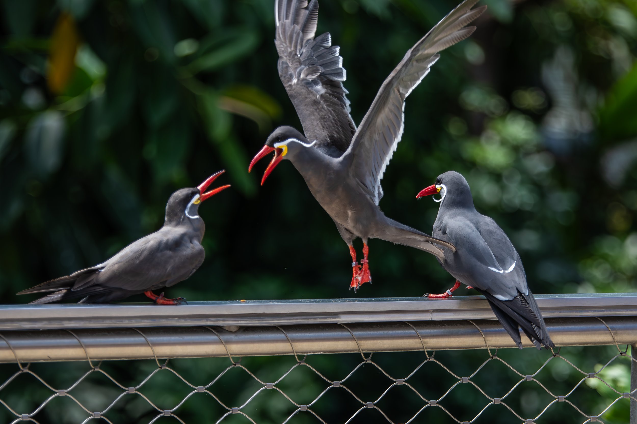 Inca Terns at the National Aviary