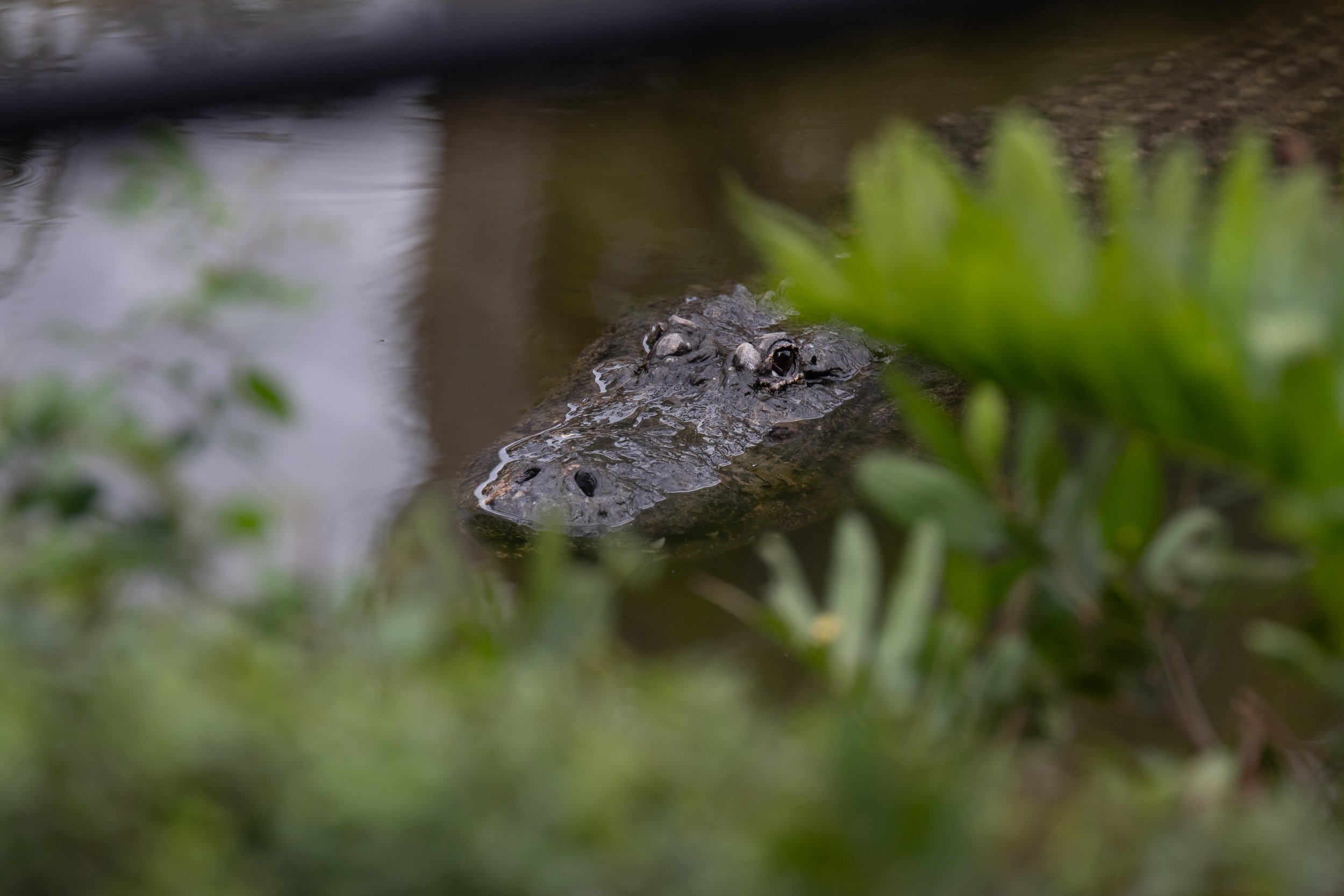 American Alligator at the Naples Zoo
