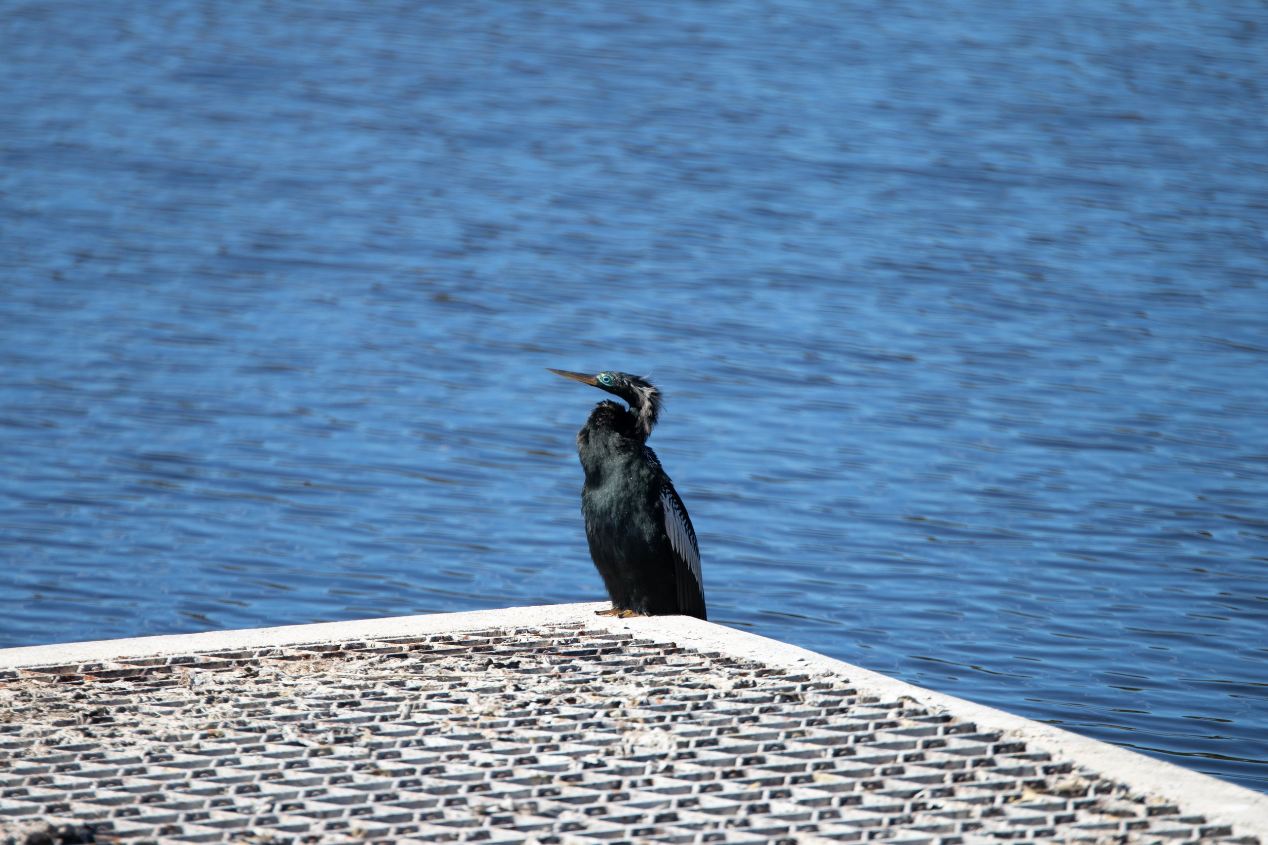 Wild Anhinga in Naples, Florida