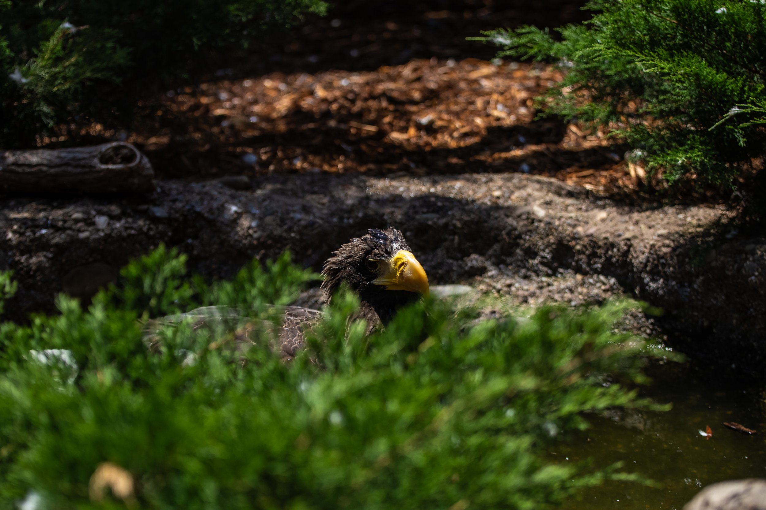 Steller's Sea Eagle at the National Aviary