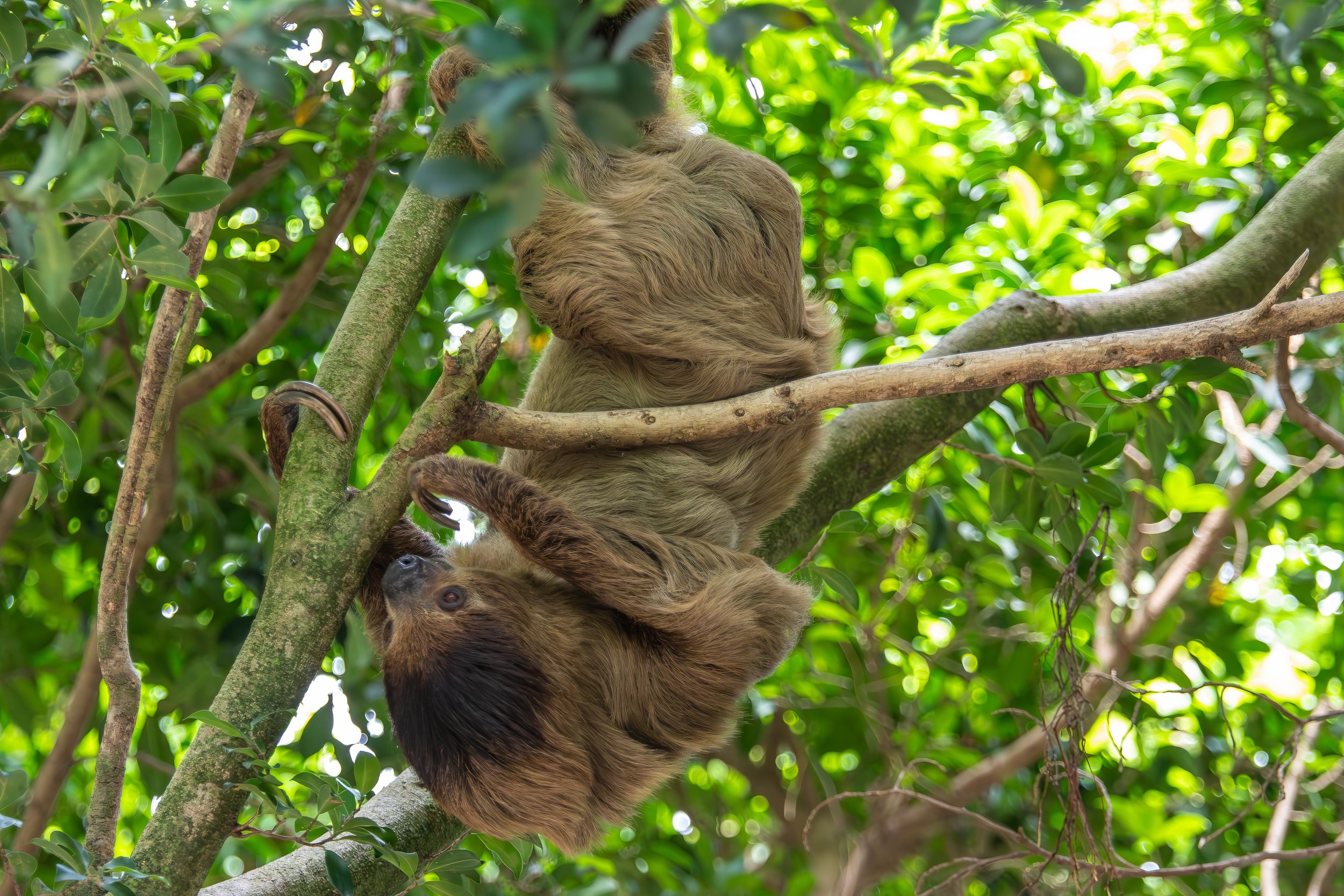 Linnaeus's Two-Toed Sloth at the National Aviary